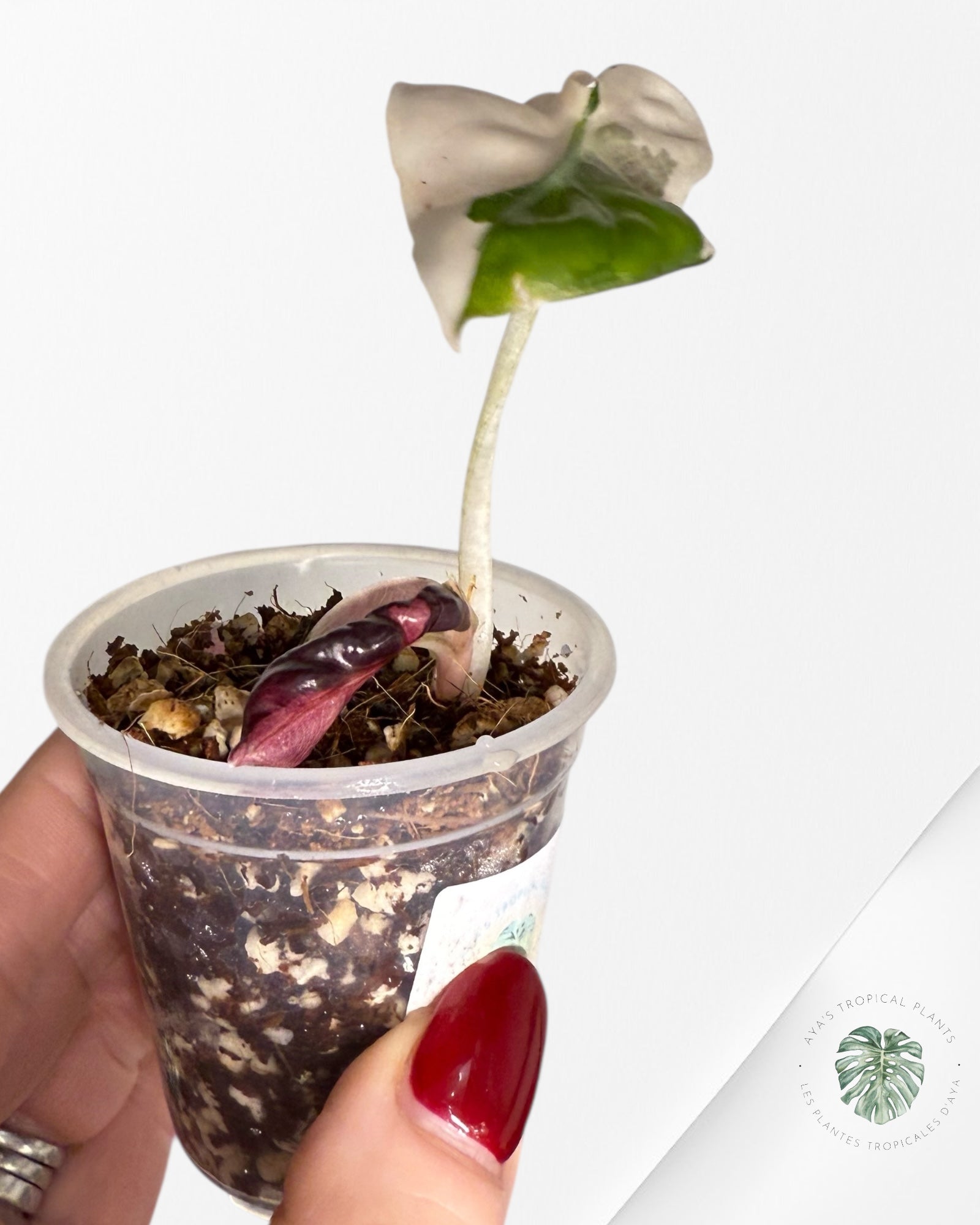 Alocasia Heart Balloon Pink variegated| Rare TC Plant| Aya's Tropical Plants