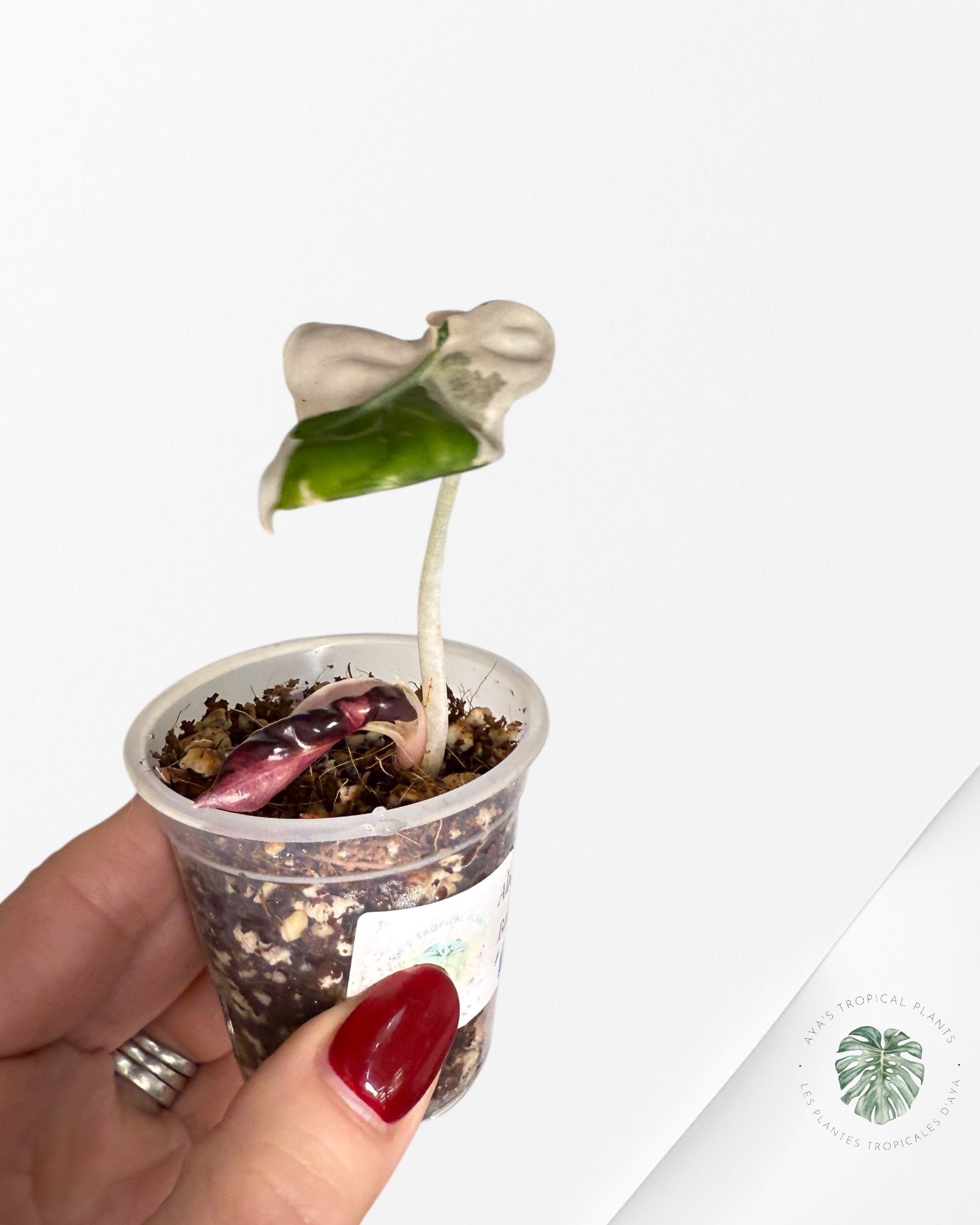 Alocasia Heart Balloon Pink variegated| Rare TC Plant| Aya's Tropical Plants