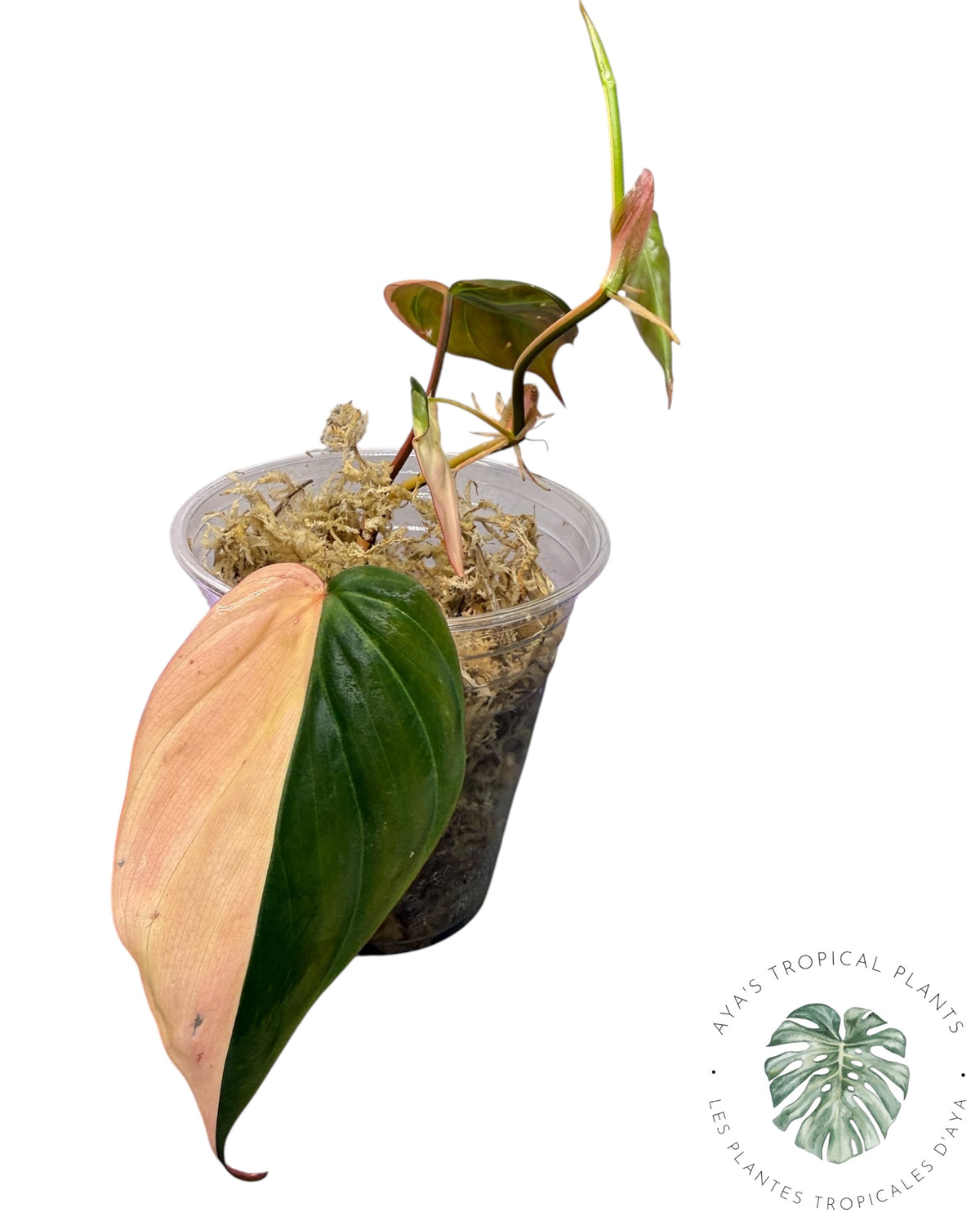 Philodendron Micans Pink panaché VÉRITABLE