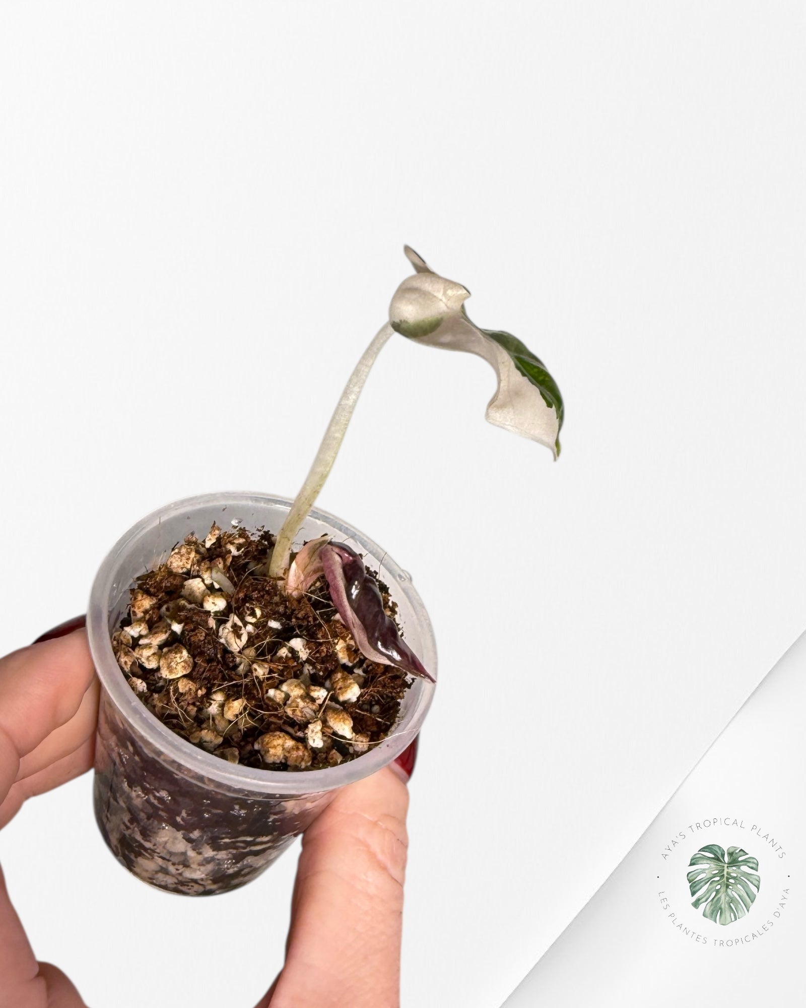 Alocasia Heart Balloon Pink variegated| Rare TC Plant| Aya's Tropical Plants