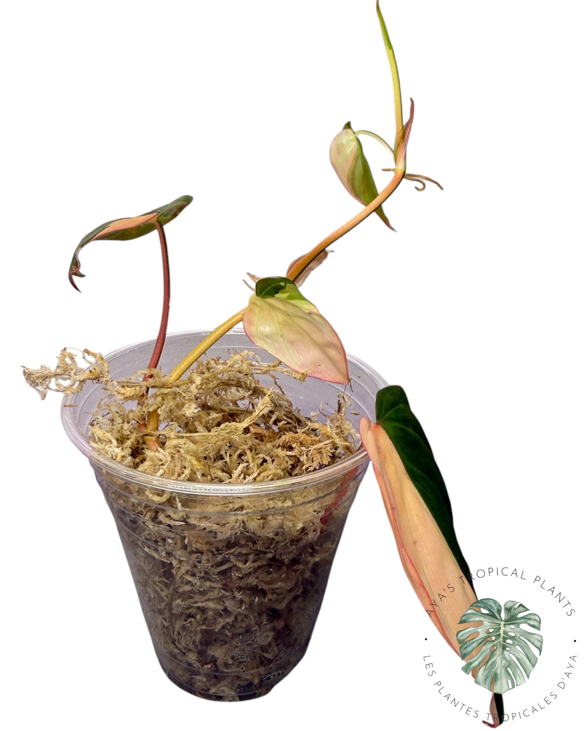 Philodendron Micans Pink panaché VÉRITABLE