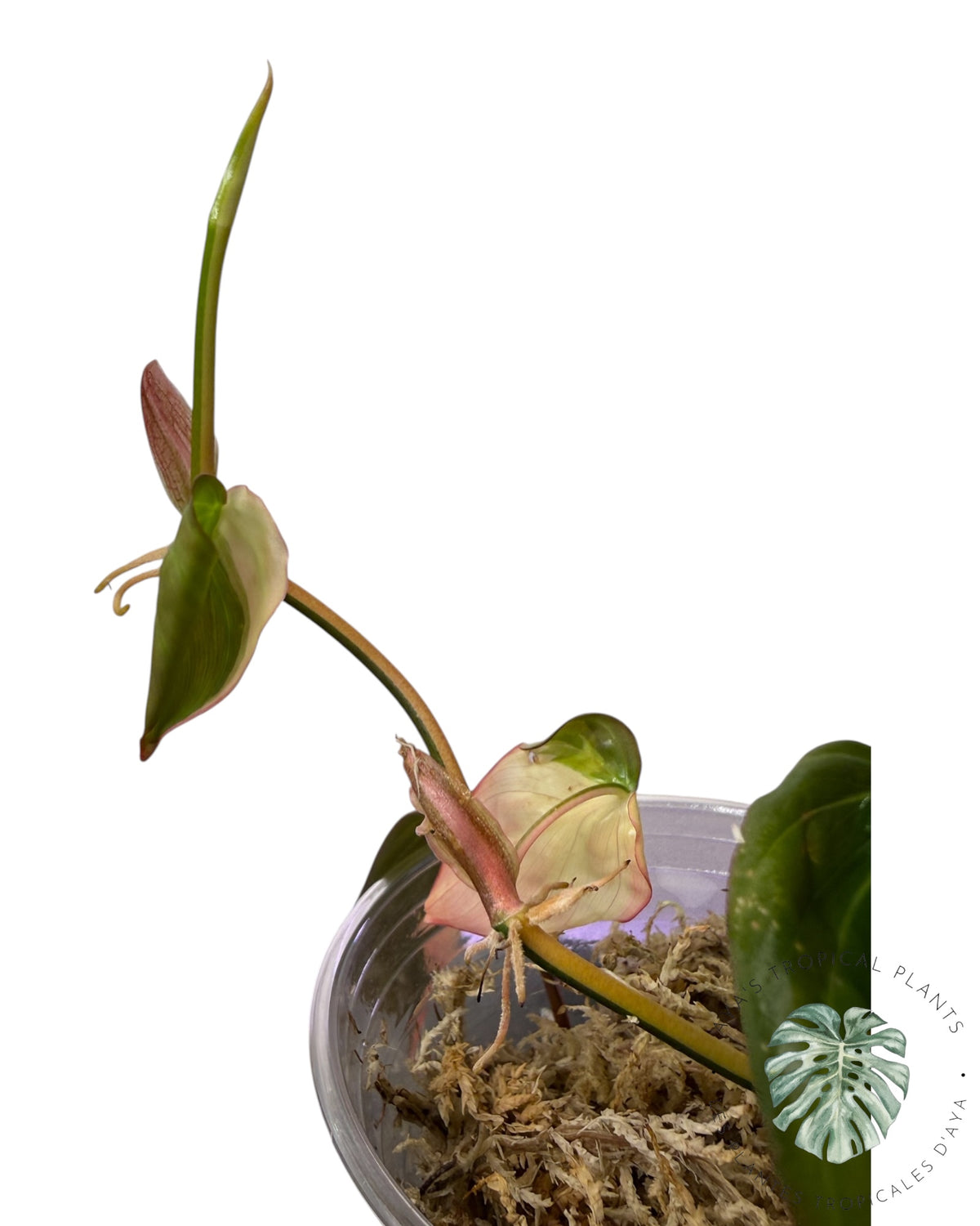 Philodendron Micans Pink panaché VÉRITABLE