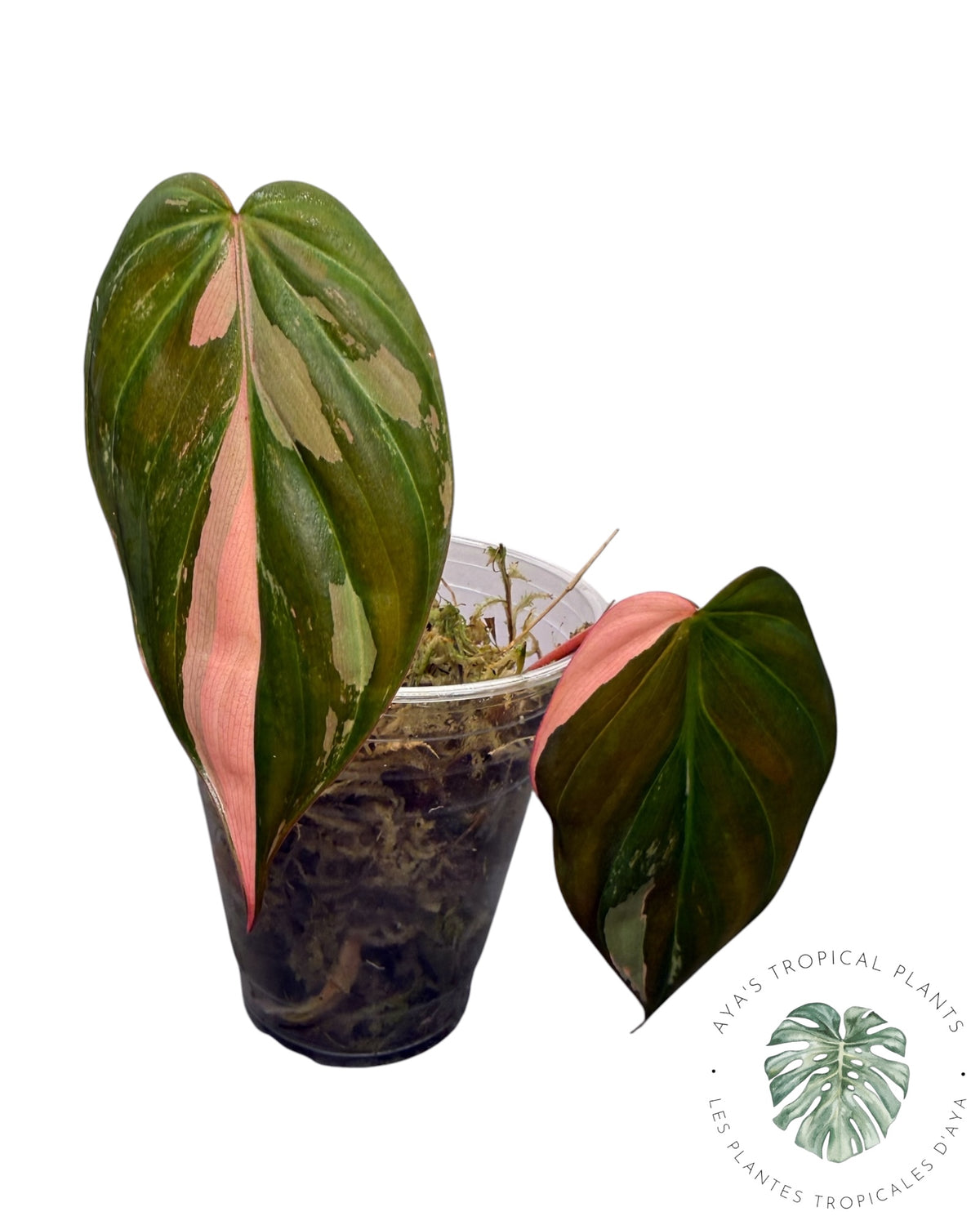 Philodendron Micans Pink panaché VÉRITABLE
