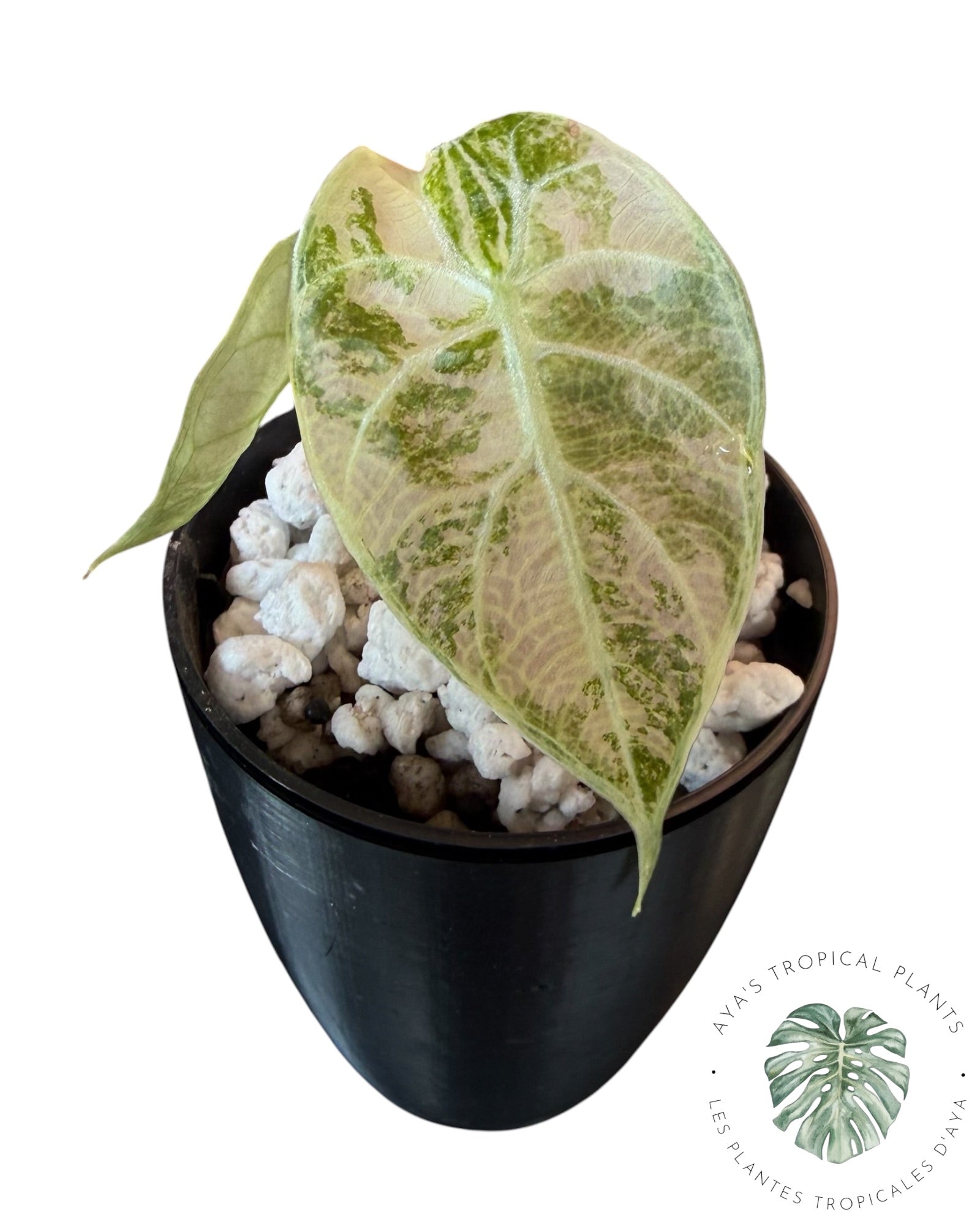 Alocasia Watsoniana Doff. Pink Variegate