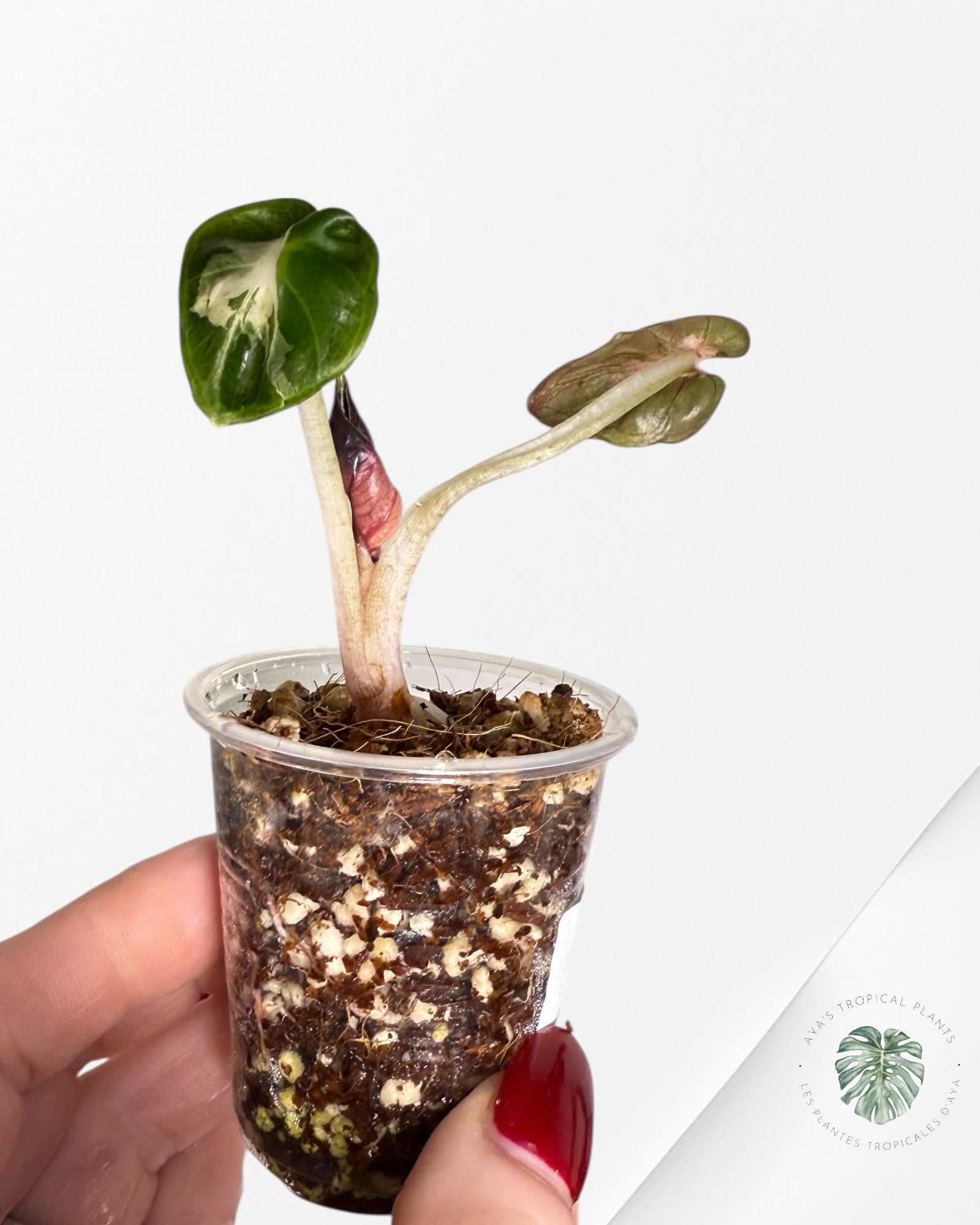 Alocasia Heart Balloon Pink variegated| Rare TC Plant| Aya's Tropical Plants