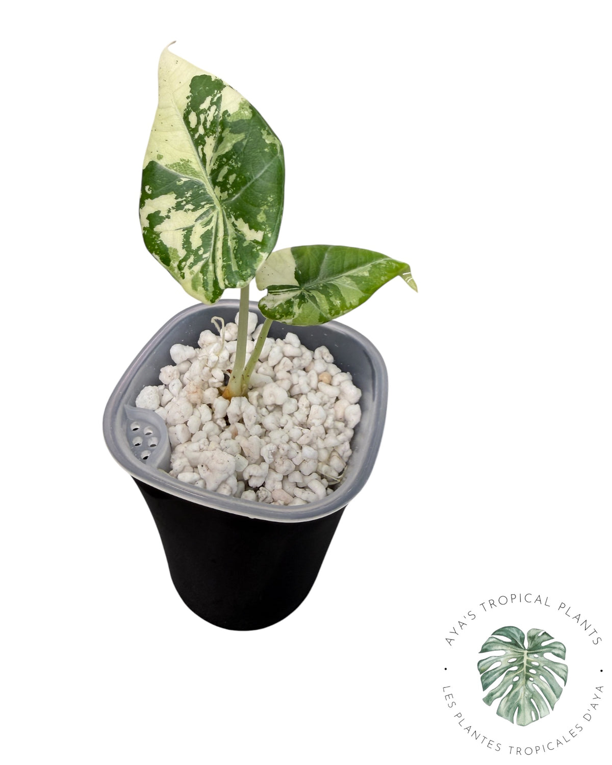 Alocasia Maharani Albo
