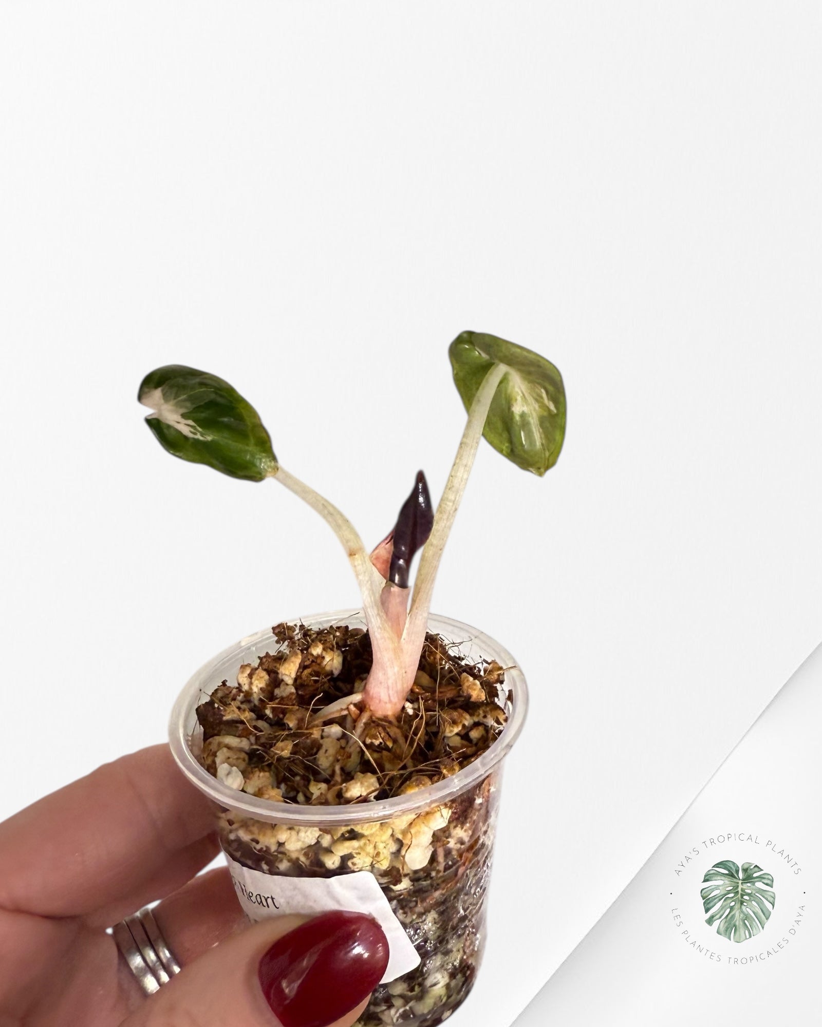 Alocasia Heart Balloon Pink variegated| Rare TC Plant| Aya's Tropical Plants