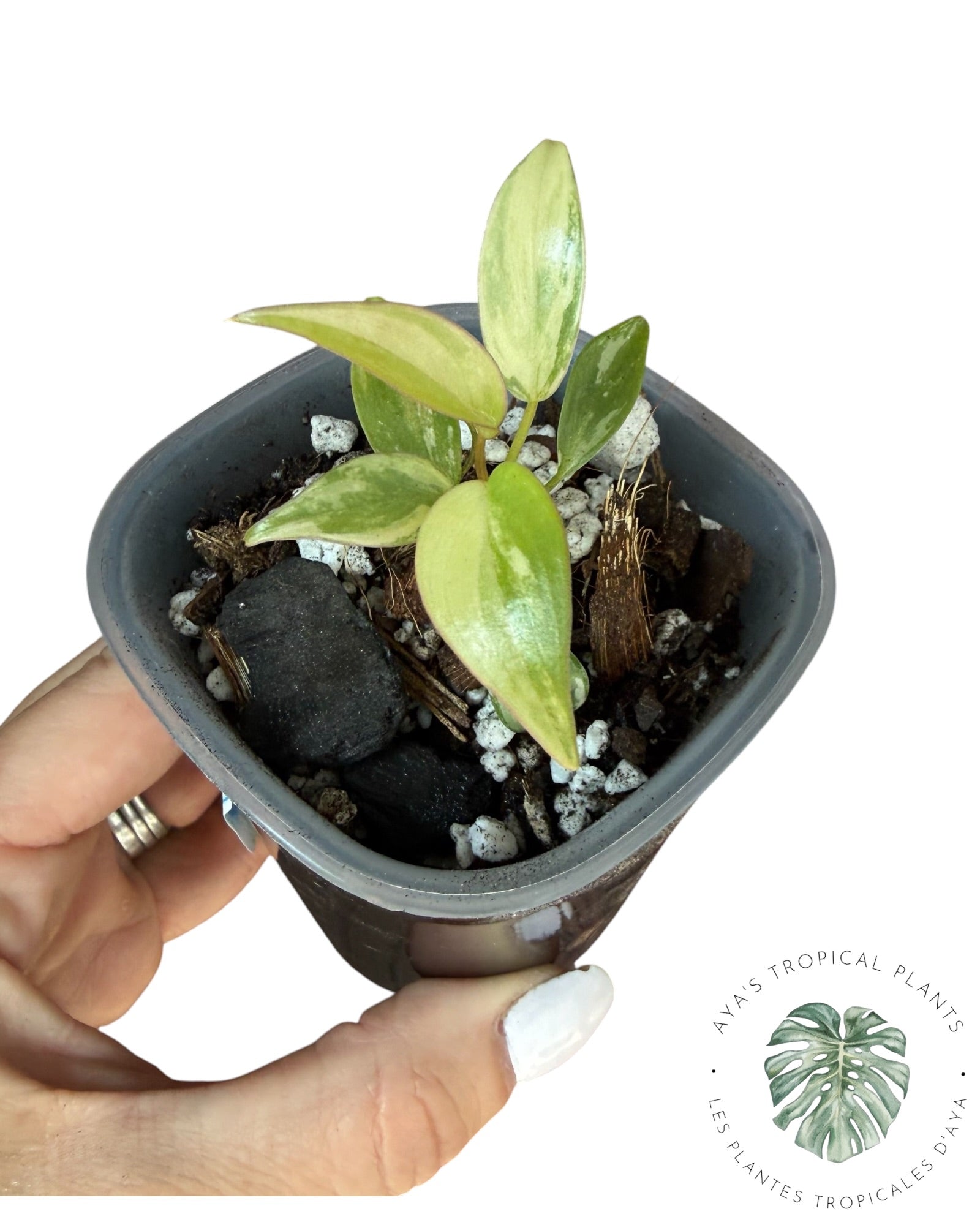 Philodendron Atabapoense Pink Variegated