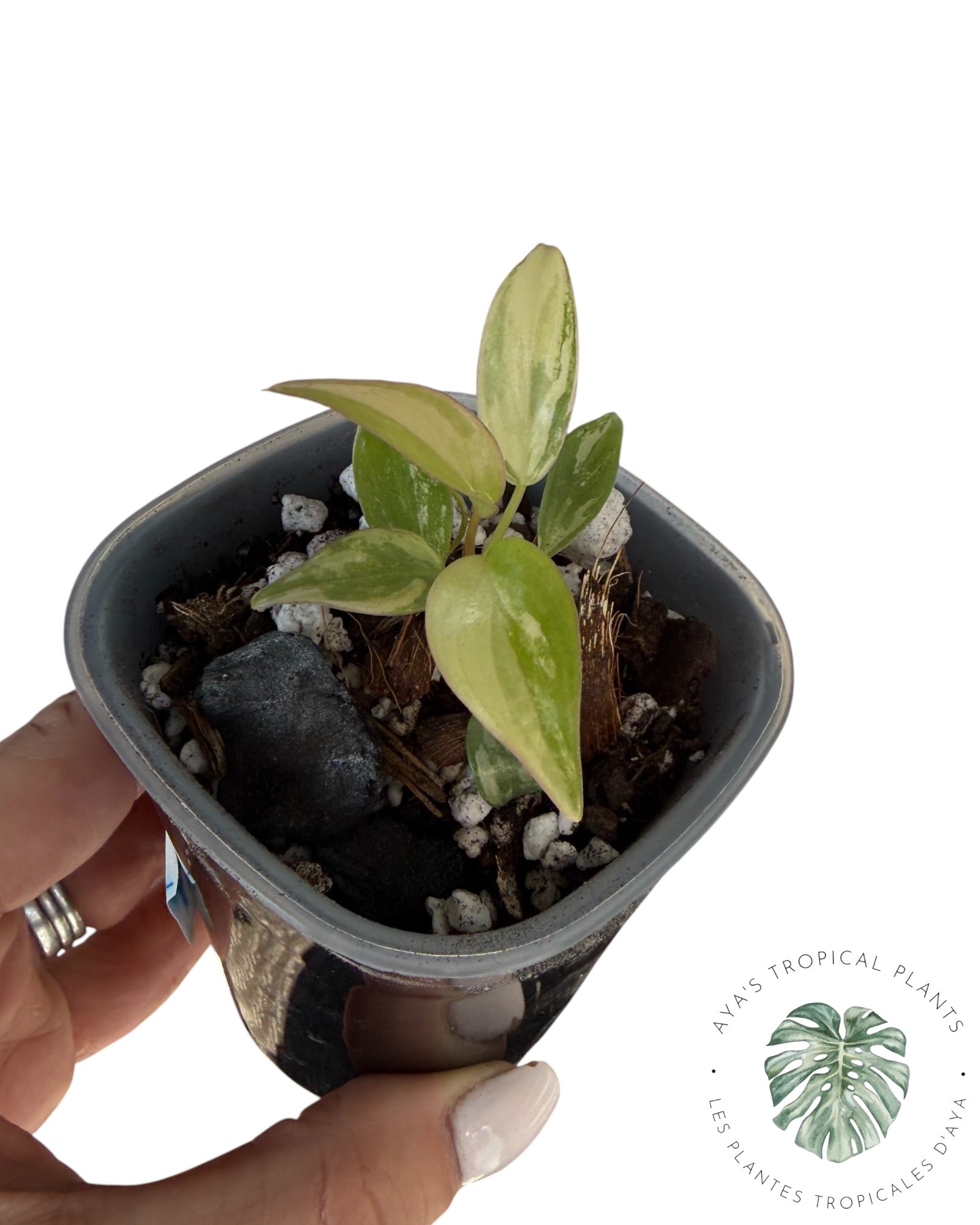 Philodendron Atabapoense Pink Variegated