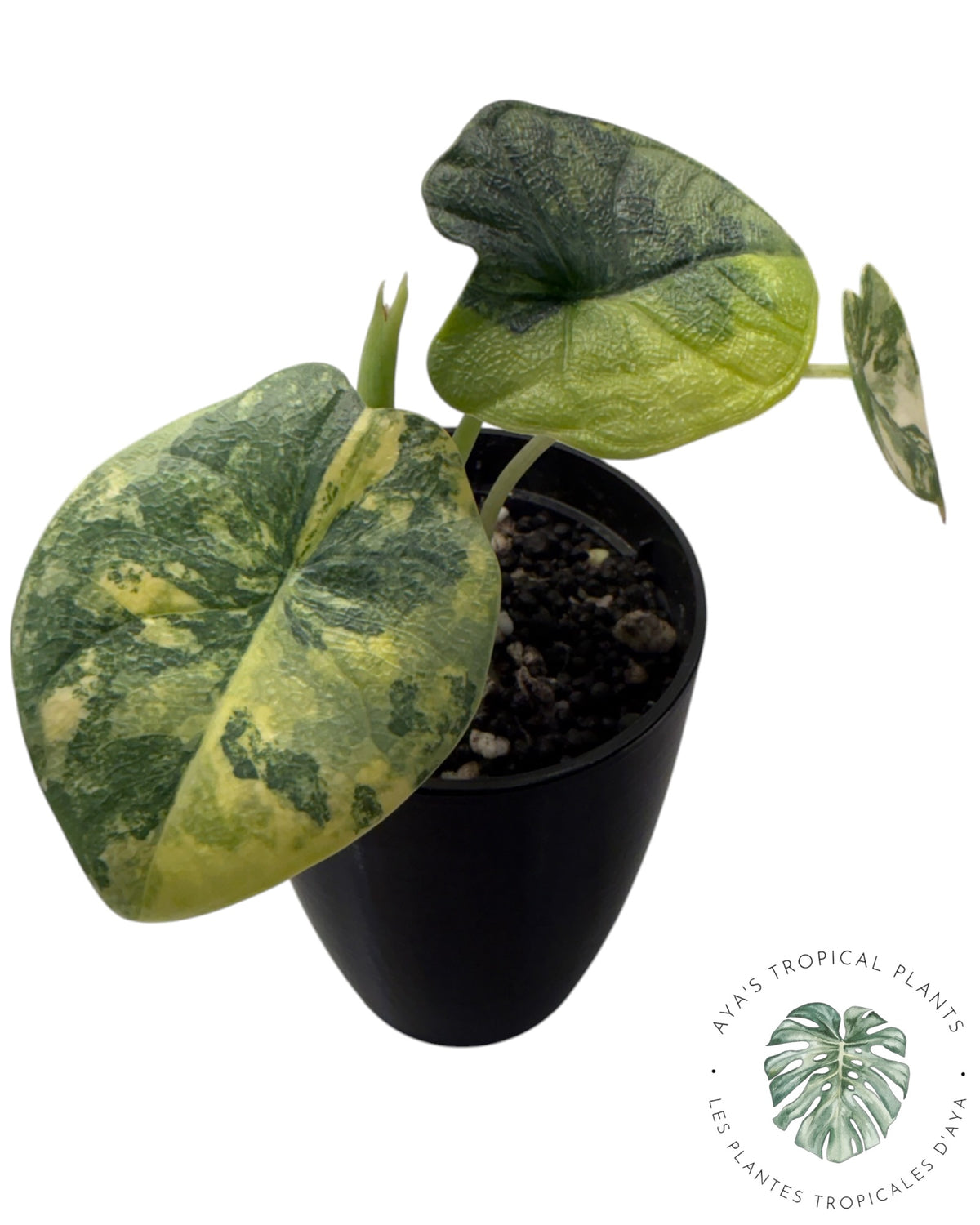 Alocasia Melo Aurea long form