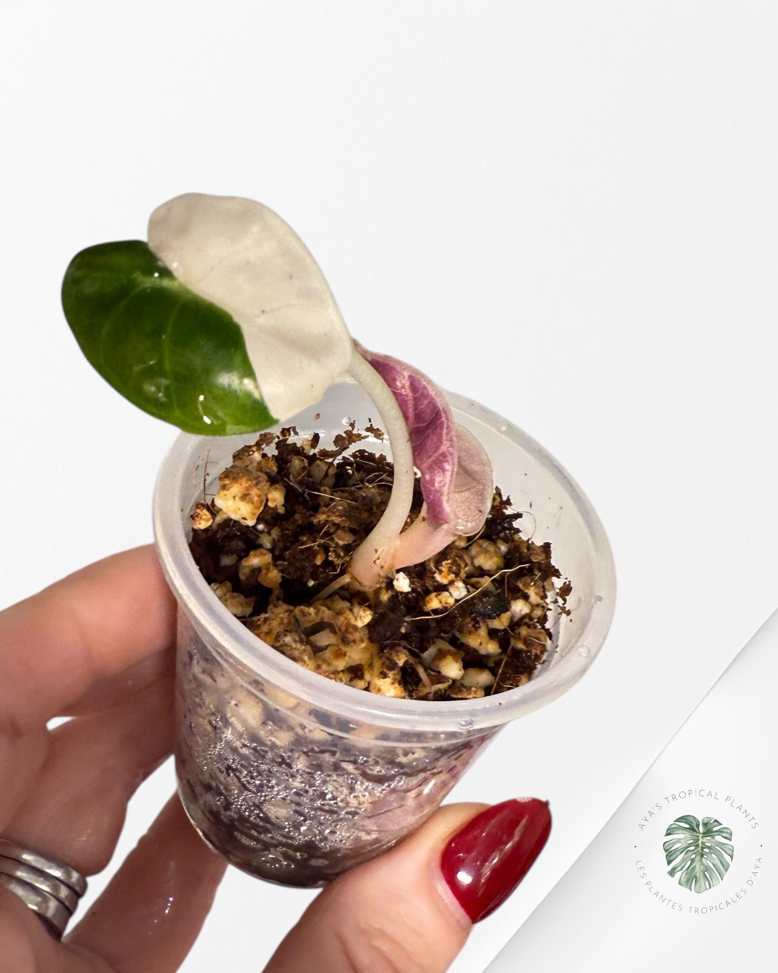 Alocasia Heart Balloon Pink variegated| Rare TC Plant| Aya's Tropical Plants