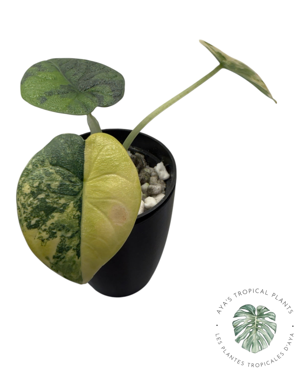 Alocasia Melo Aurea forme longue