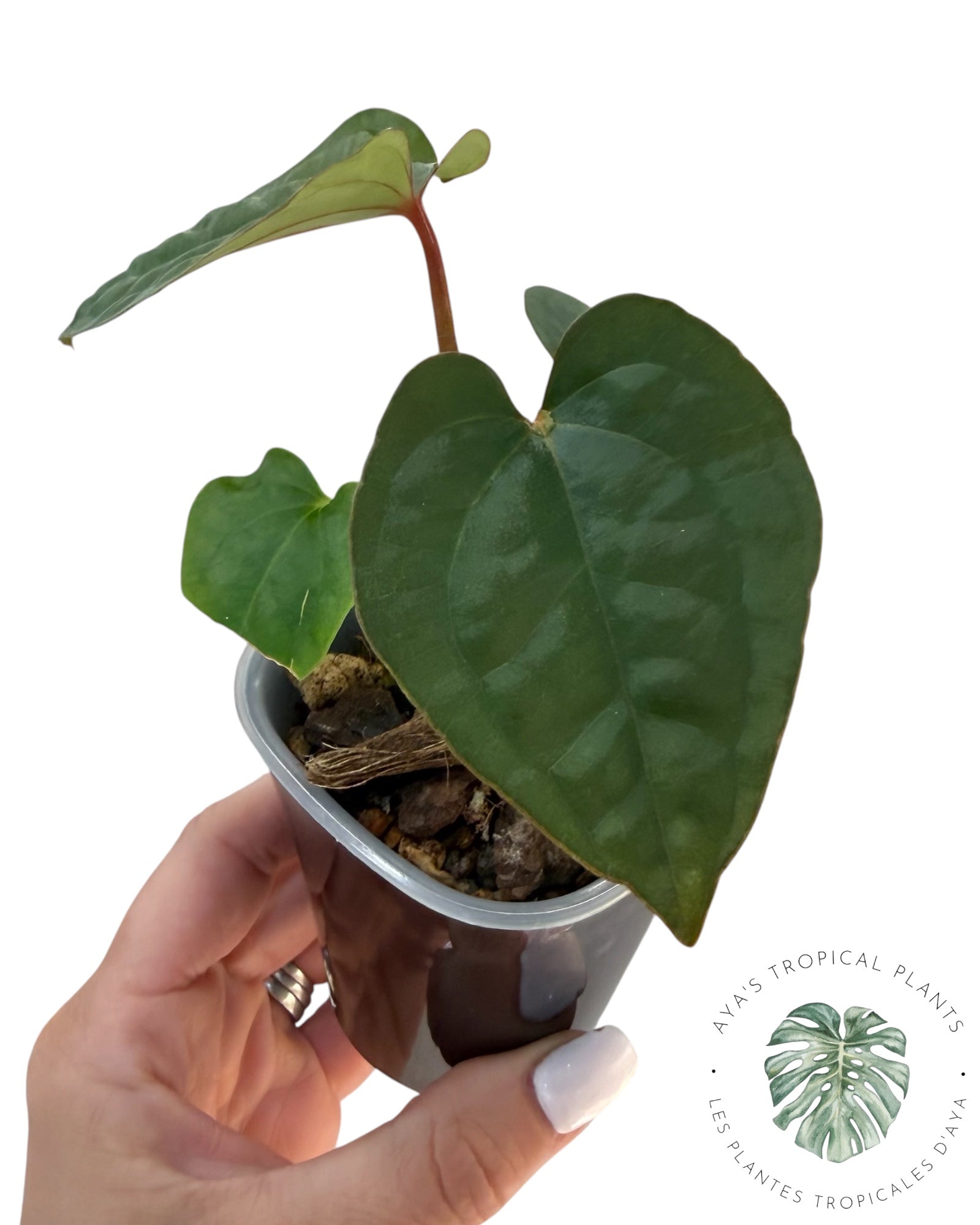 Anthurium Ace of Spades x Luxurians