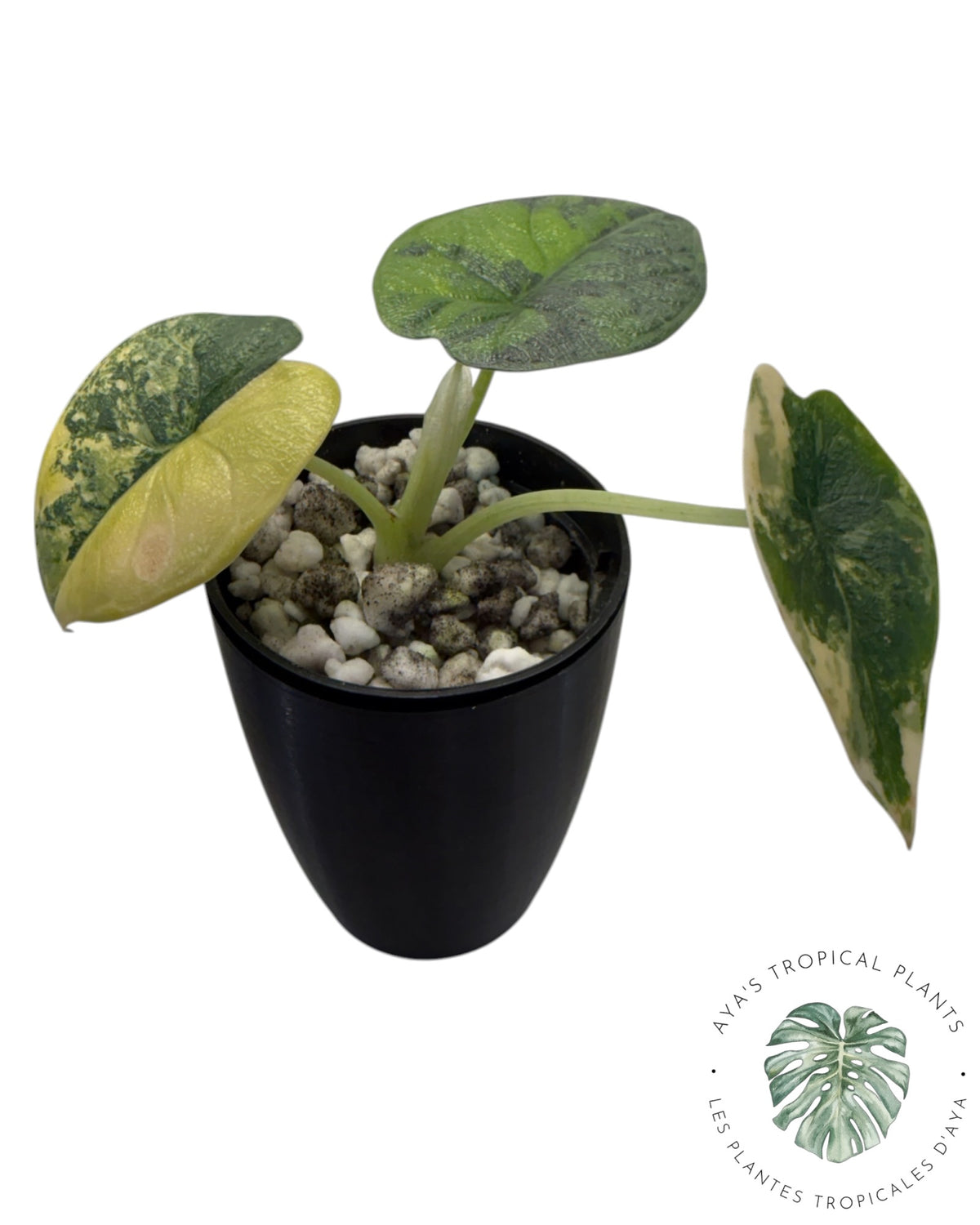 Alocasia Melo Aurea forme longue
