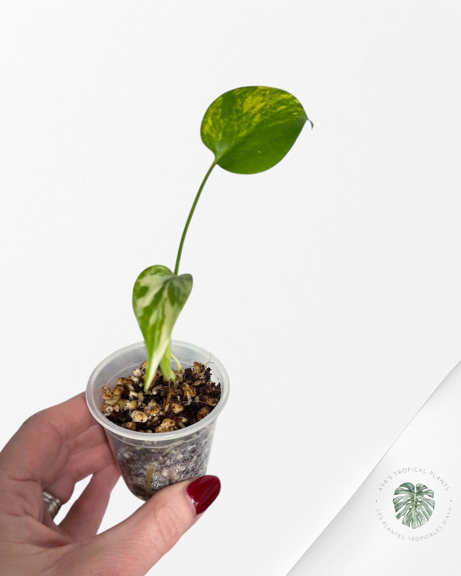 Monstera Aurea | Rare TC Plant | Aya's Tropical Plants