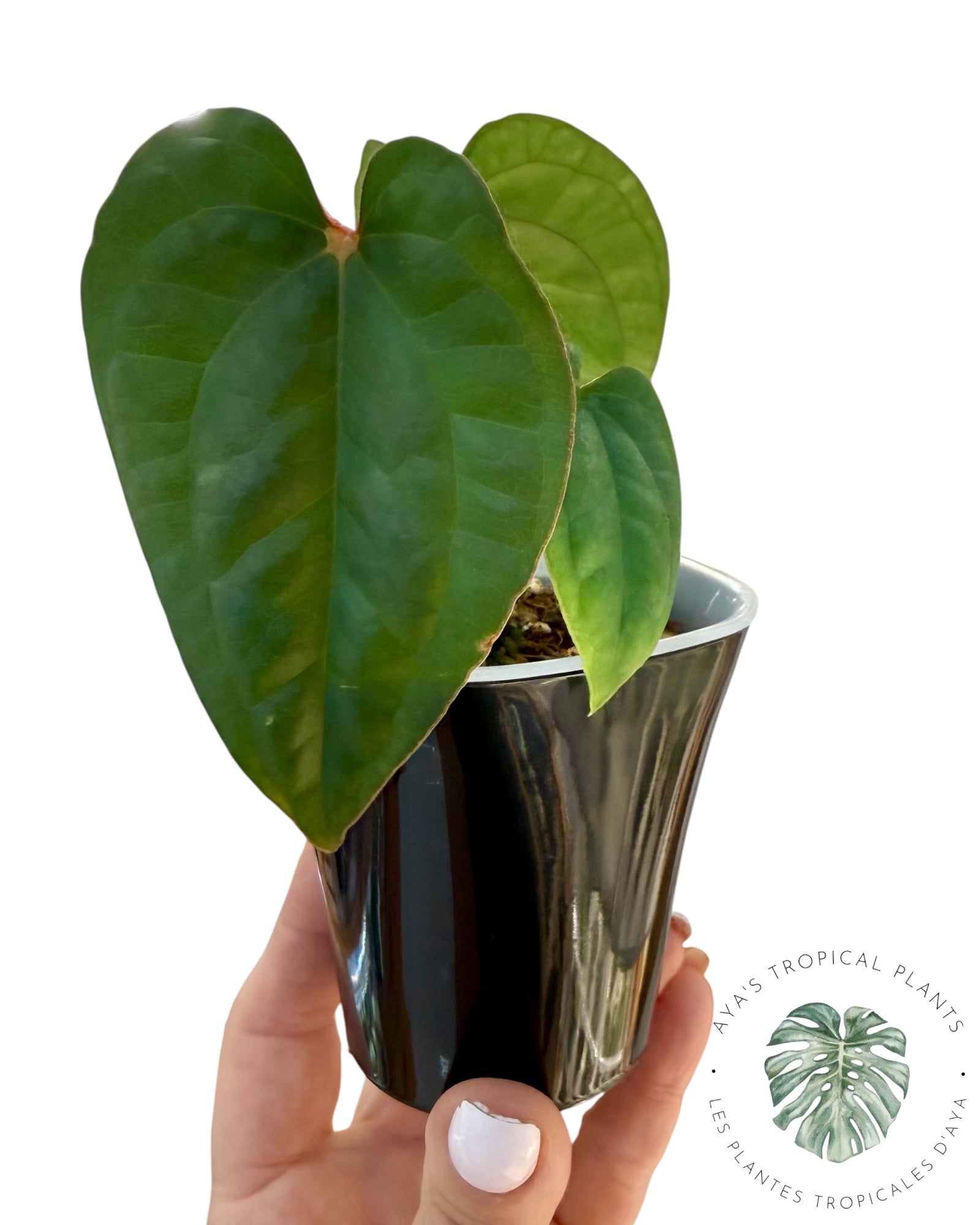 Anthurium Ace of Spades x Luxurians