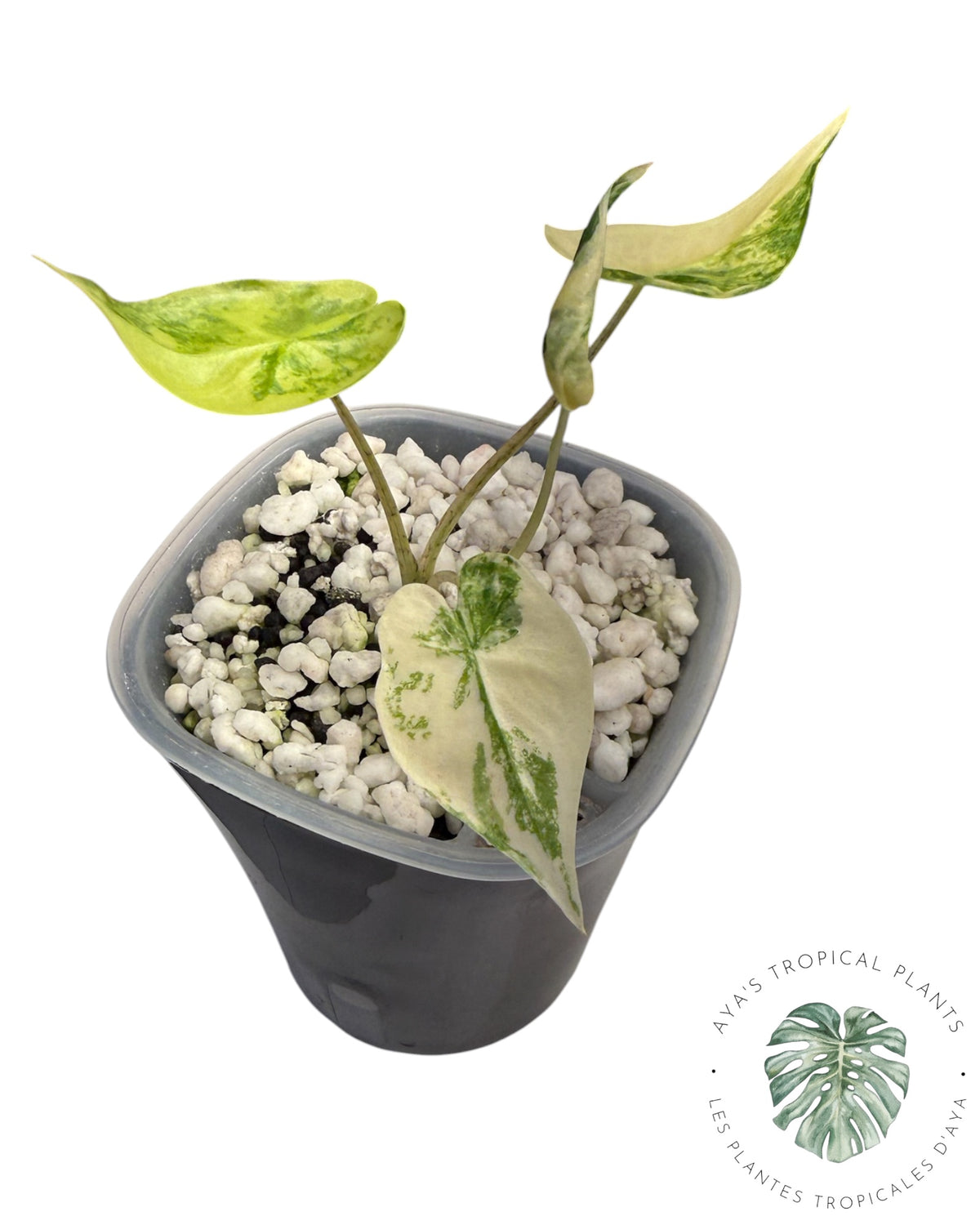 Alocasia Shock Treatment panaché
