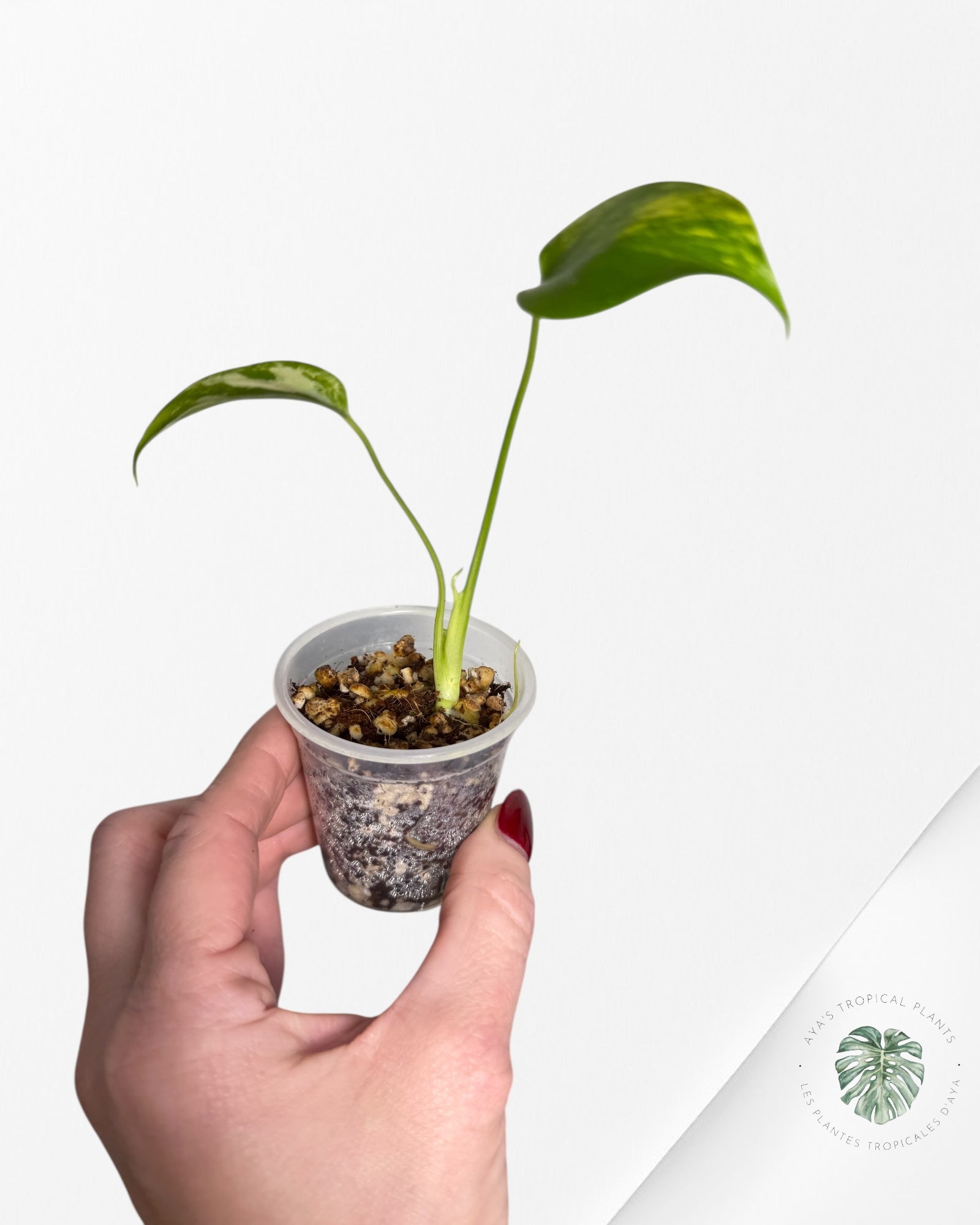 Monstera Aurea | Rare TC Plant | Aya's Tropical Plants