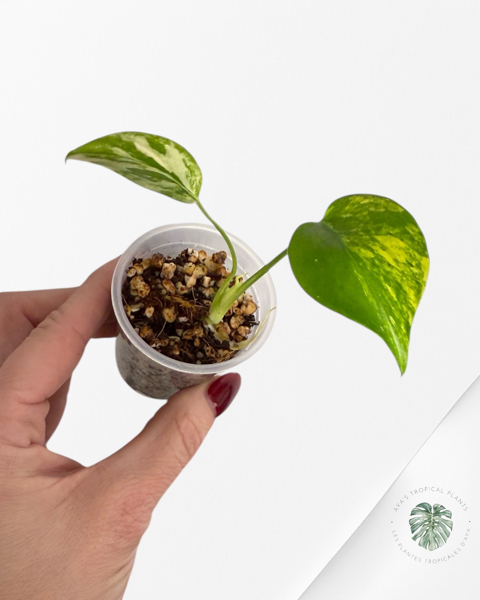 Monstera Aurea | Rare TC Plant | Aya's Tropical Plants