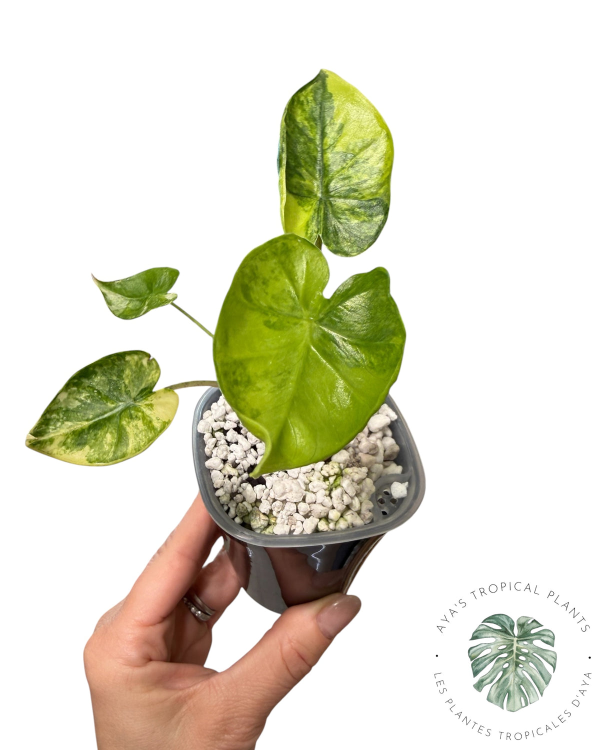 Alocasia Macrorrhizos ‘Shock Treatment’ Aurea Variegated
