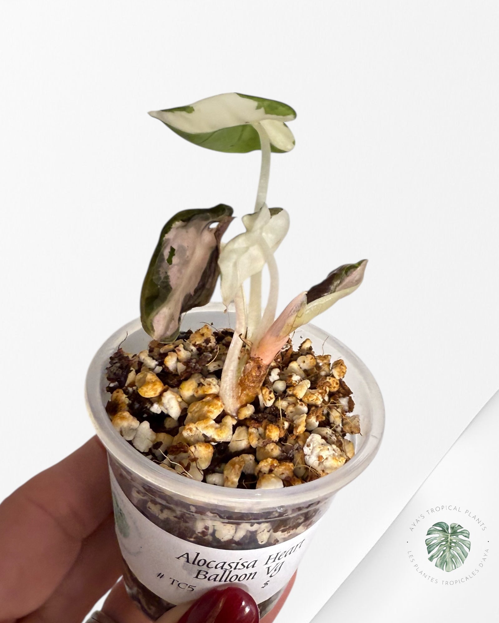 Alocasia Heart Balloon Pink variegated| Rare TC Plant| Aya's Tropical Plants