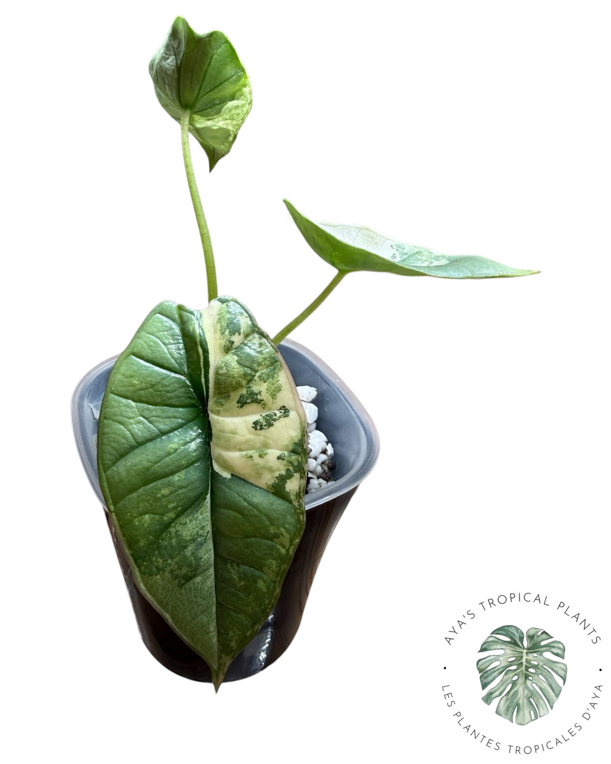 Alocasia Bisma Platinum Albo Variegated