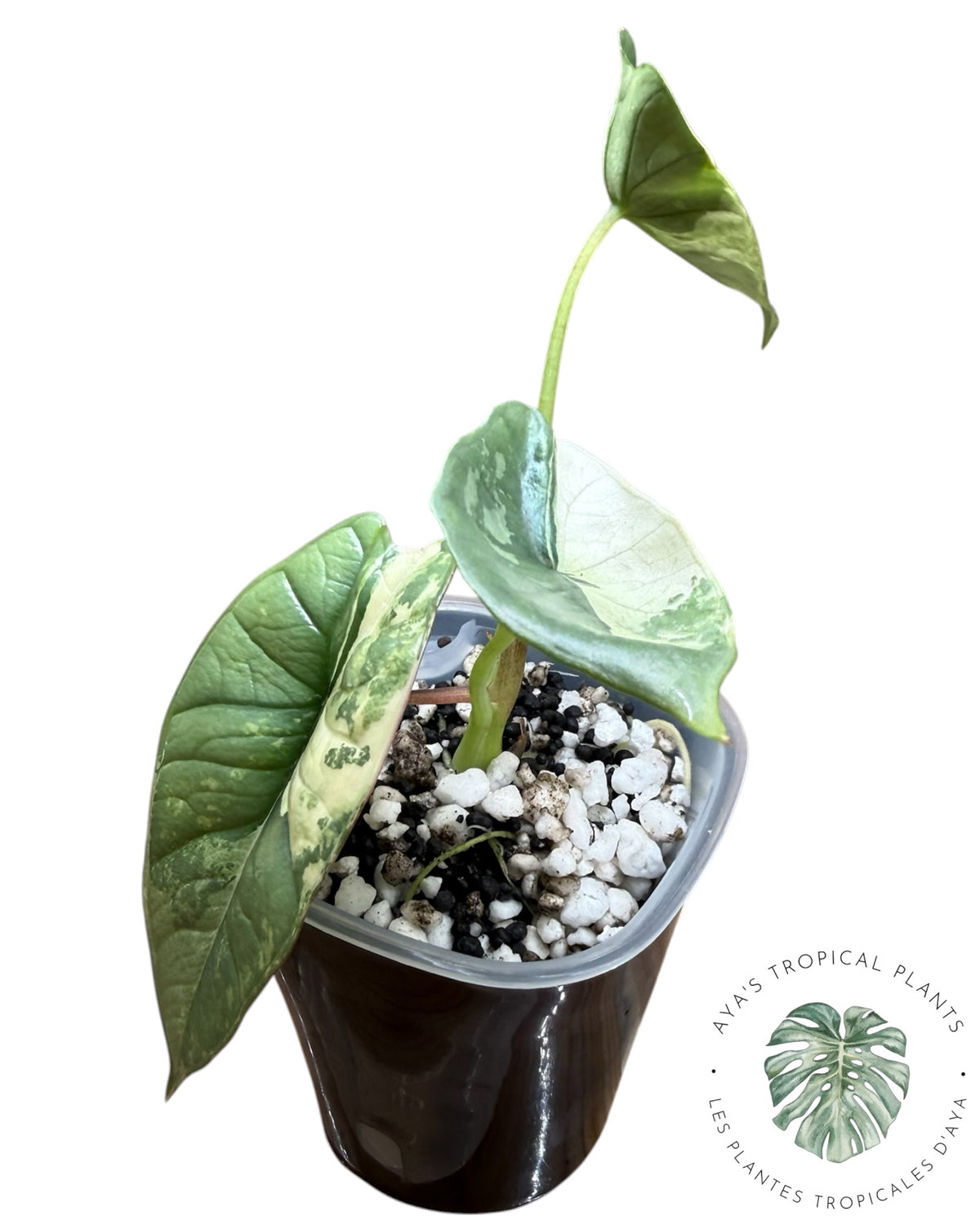 Alocasia Bisma Platinum Albo Variegated