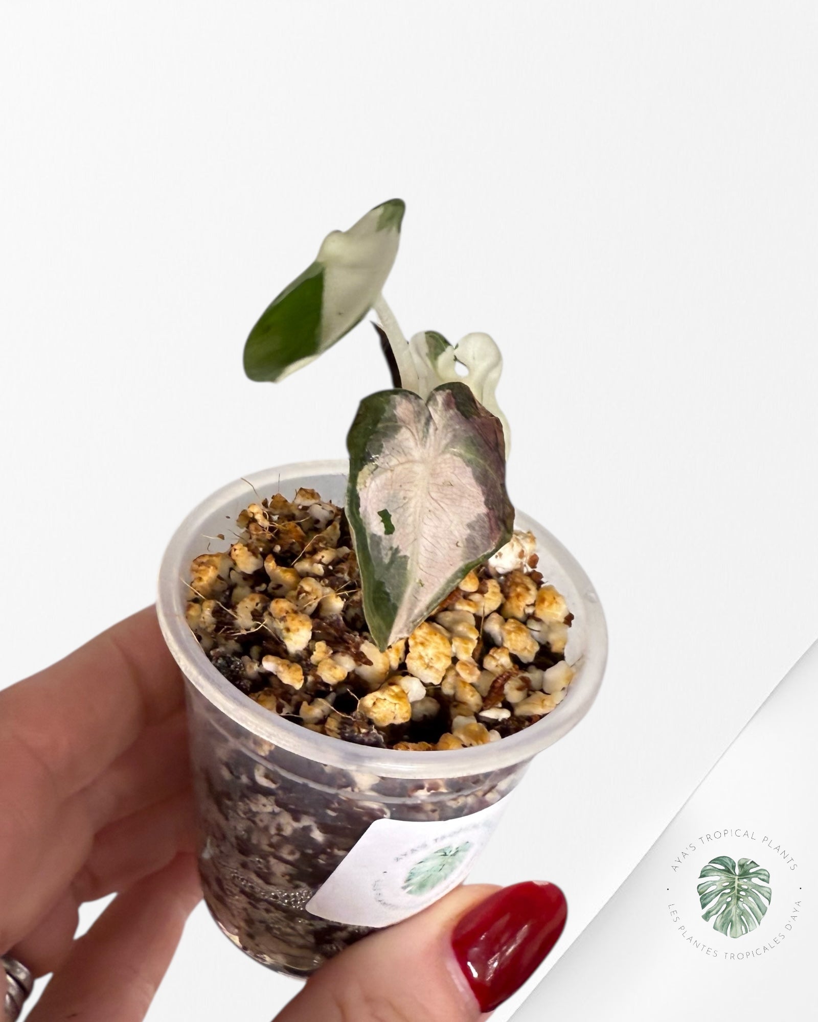 Alocasia Heart Balloon Pink variegated| Rare TC Plant| Aya's Tropical Plants