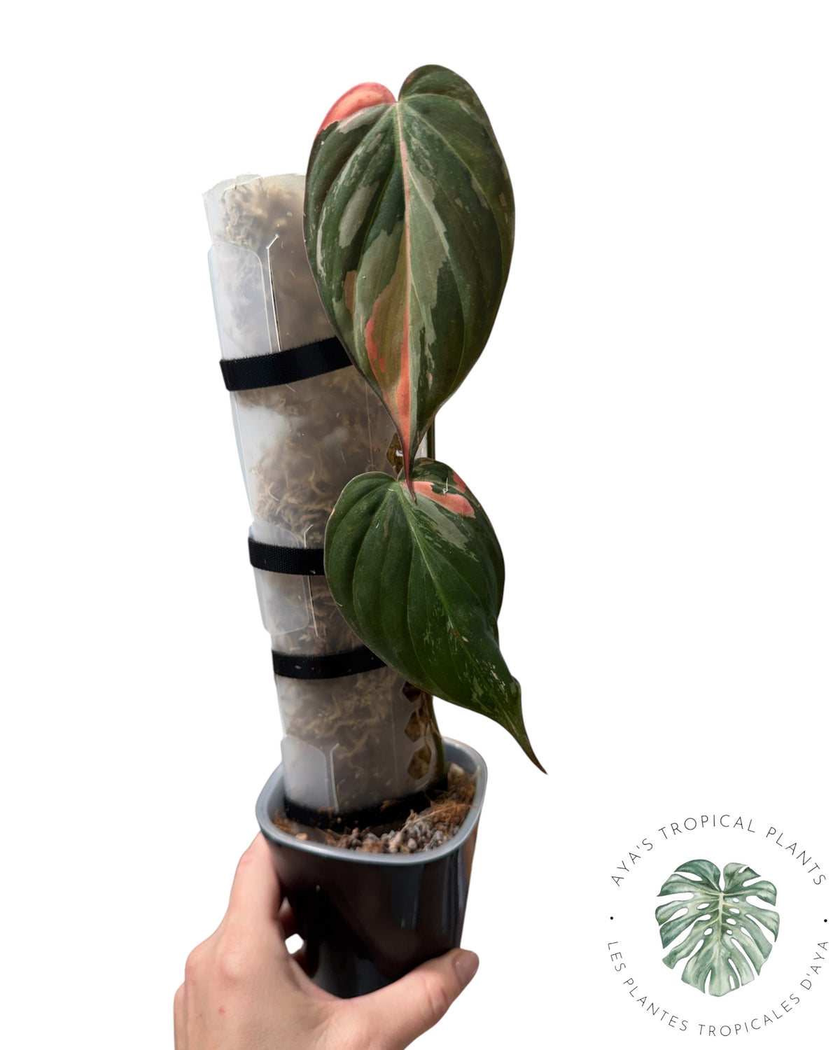 Philodendron REAL Pink Micans Variegatedi it