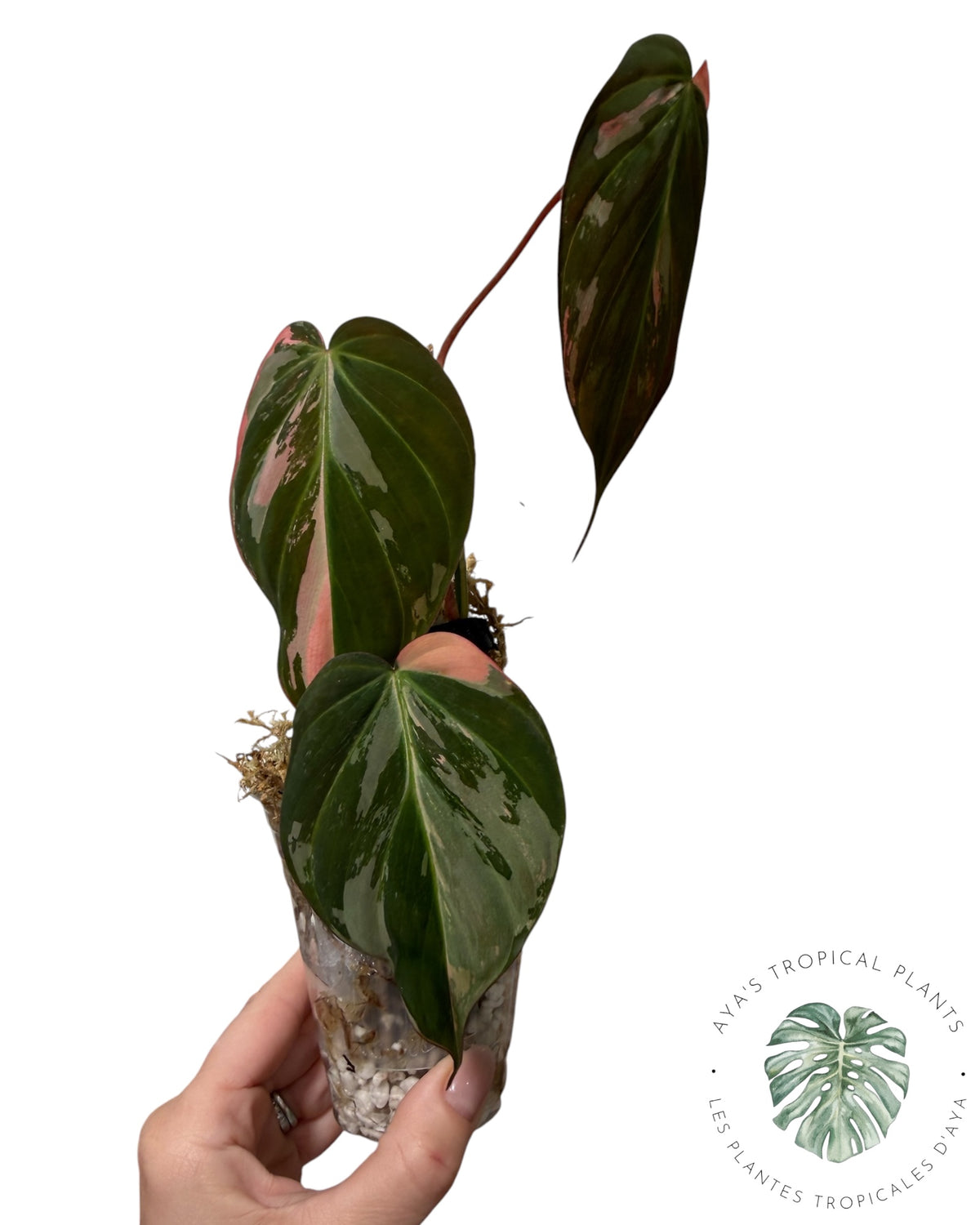 Philodendron REAL Pink Micans Variegated