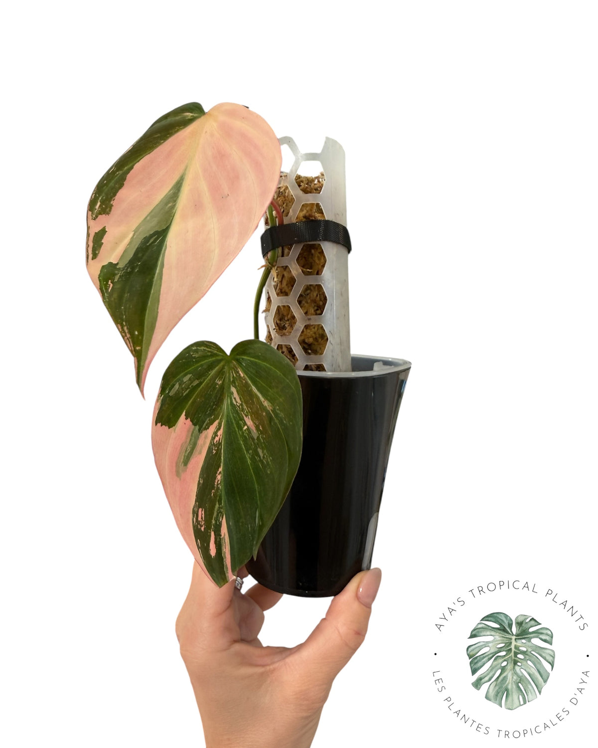 Philodendron REAL Pink Micans Variegated