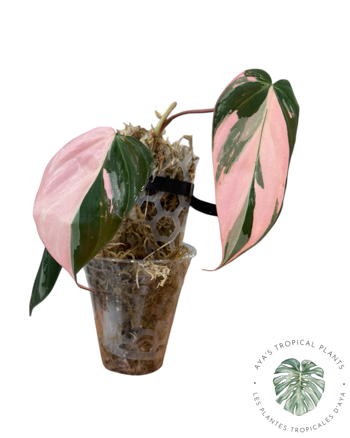 Philodendron REAL Pink Micans Variegated
