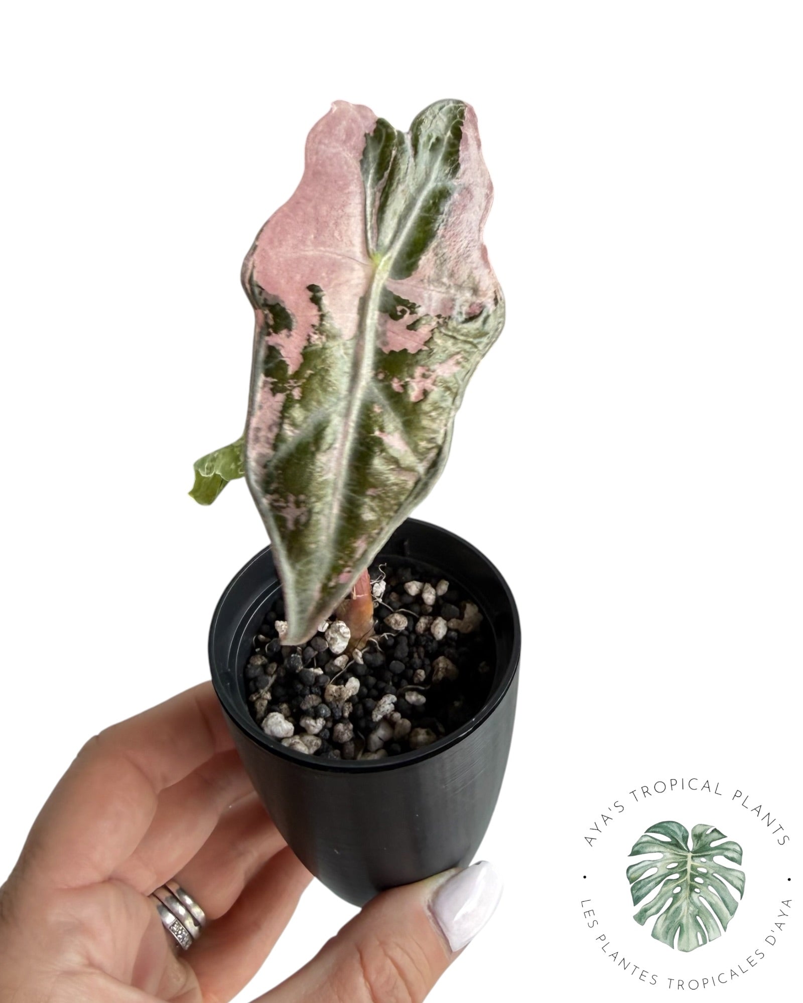 Alocasia Nobilis Pink Variegated
