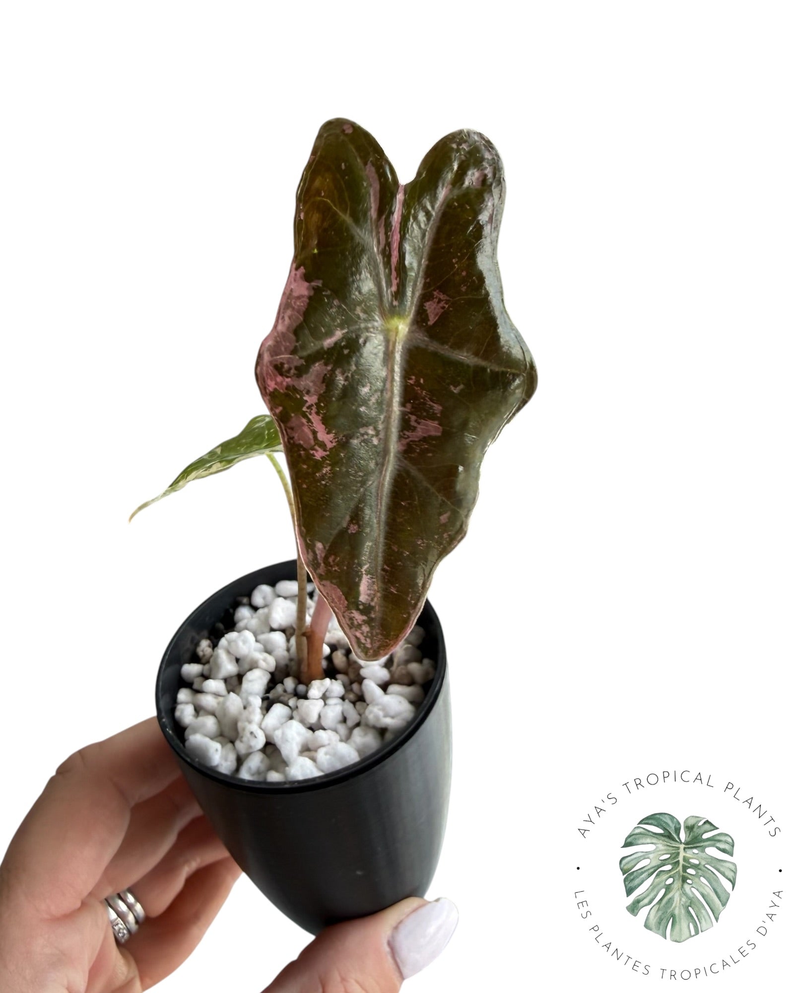 Alocasia Nobilis Pink Variegated