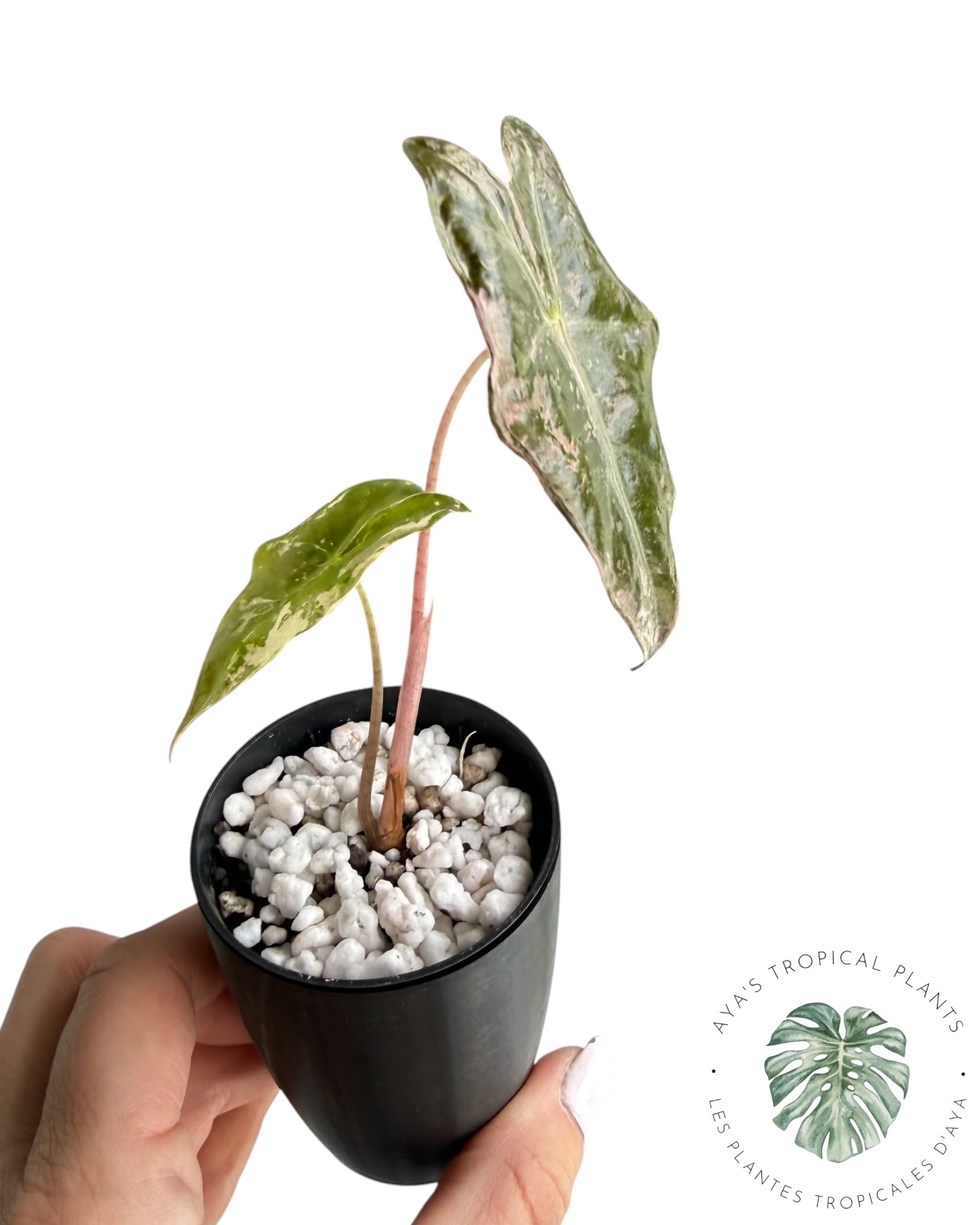 Alocasia Nobilis Pink Variegated