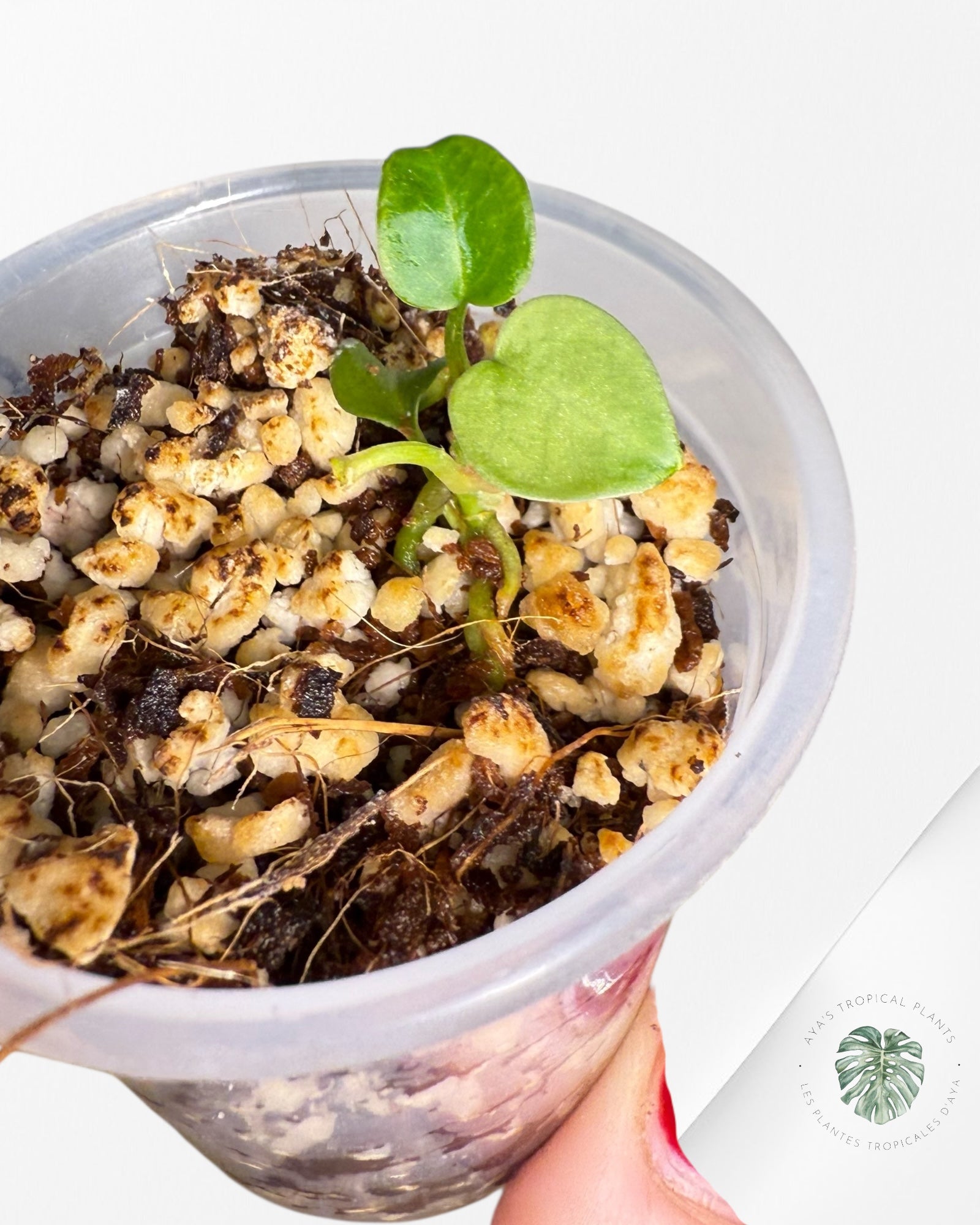 Anthurium Purple Crystallinum | Rare TC Plant| Aya's Tropical Plants