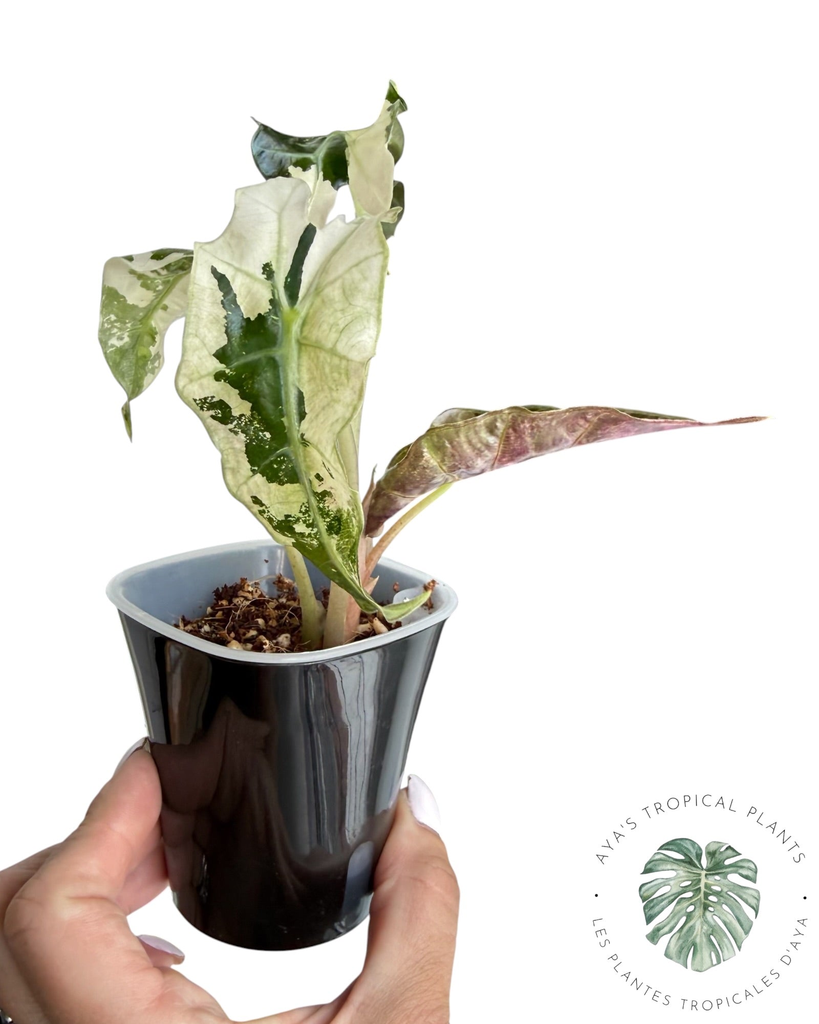 Alocasia Polly Pink Snowflake