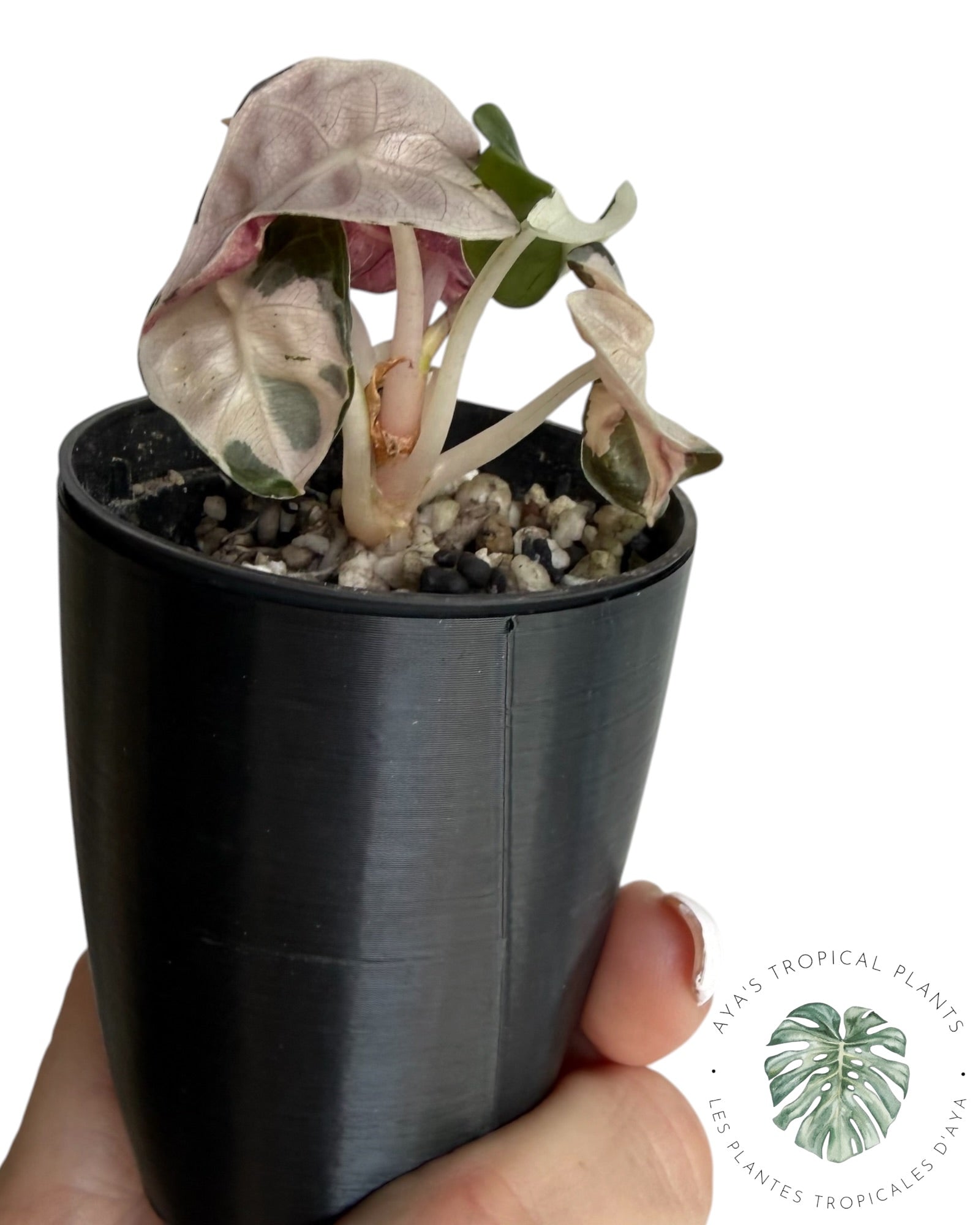 Alocasia Heart Balloon rose panaché