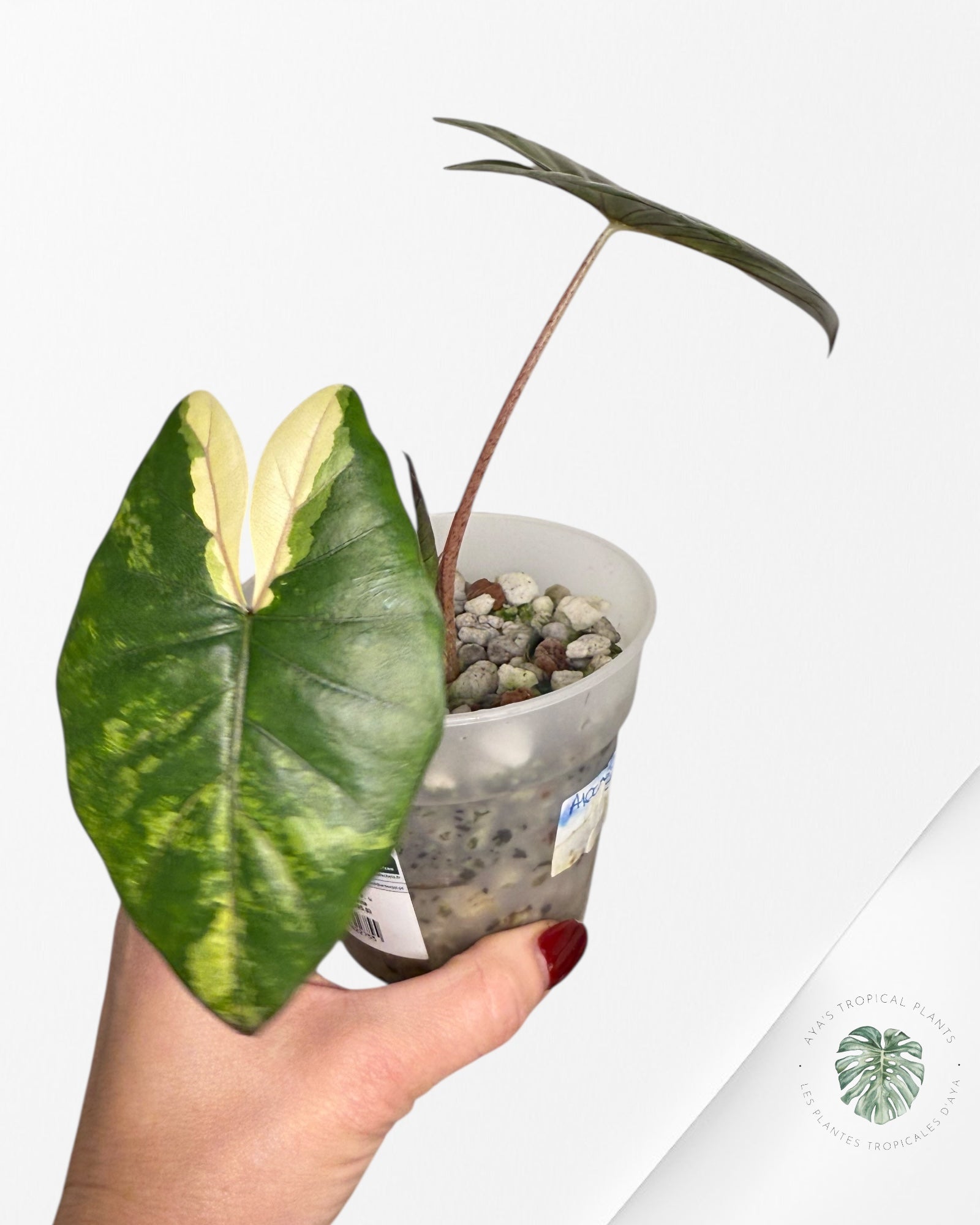 Alocasia Serenpidity Variegated | Rare Aroid Plant| Aya's Tropical Plants