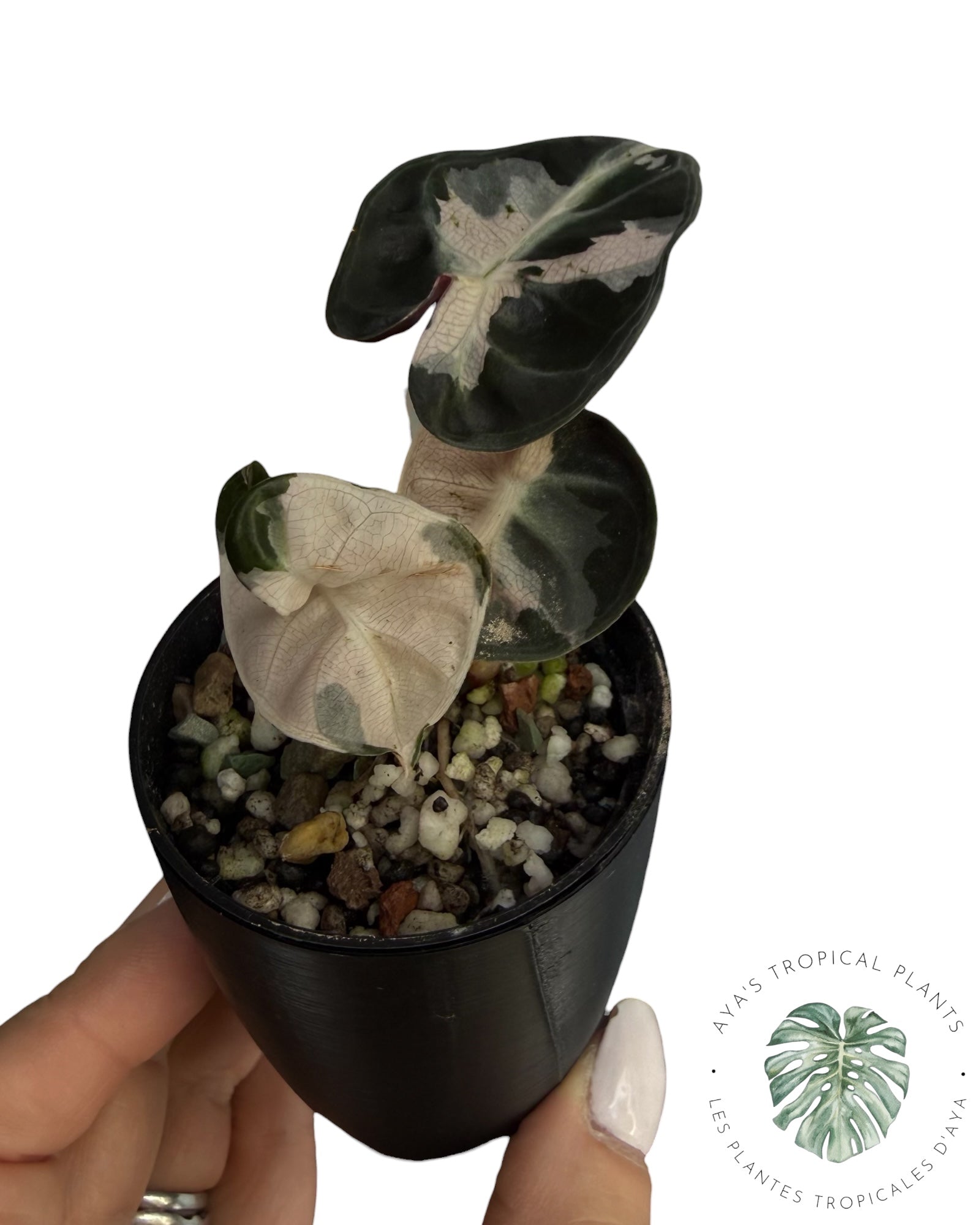 Alocasia Heart Balloon rose panaché
