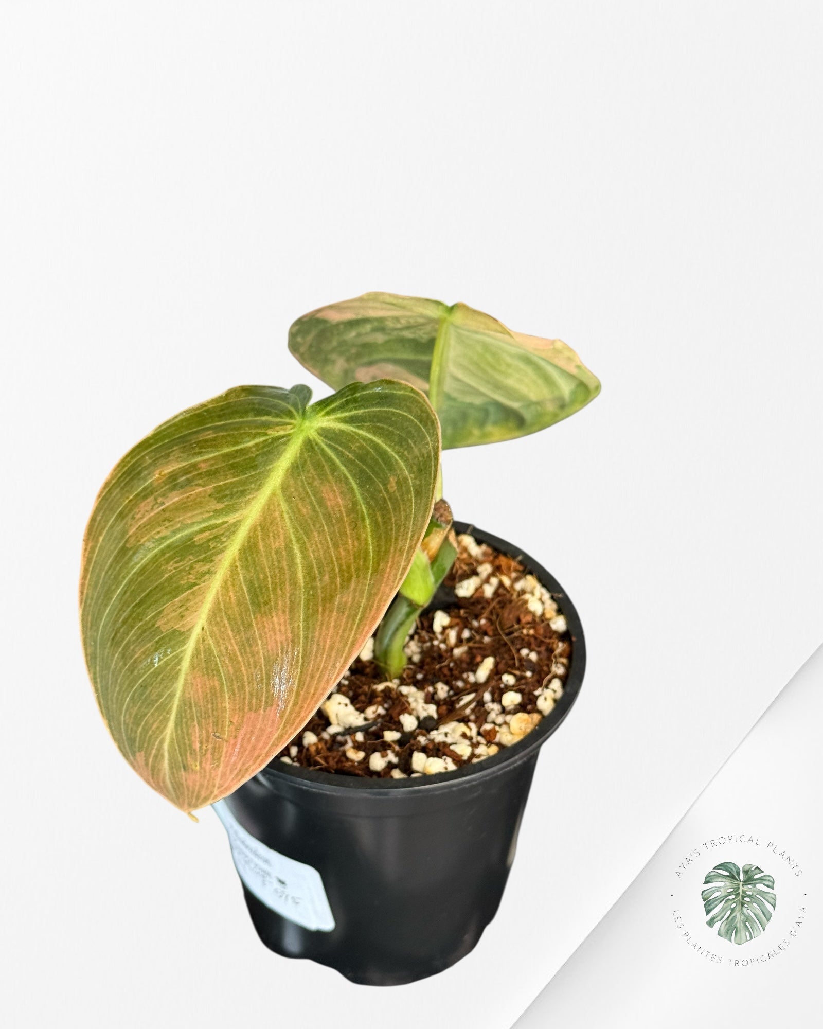 Philodendron Melanochrysum Orange (Bonfire)