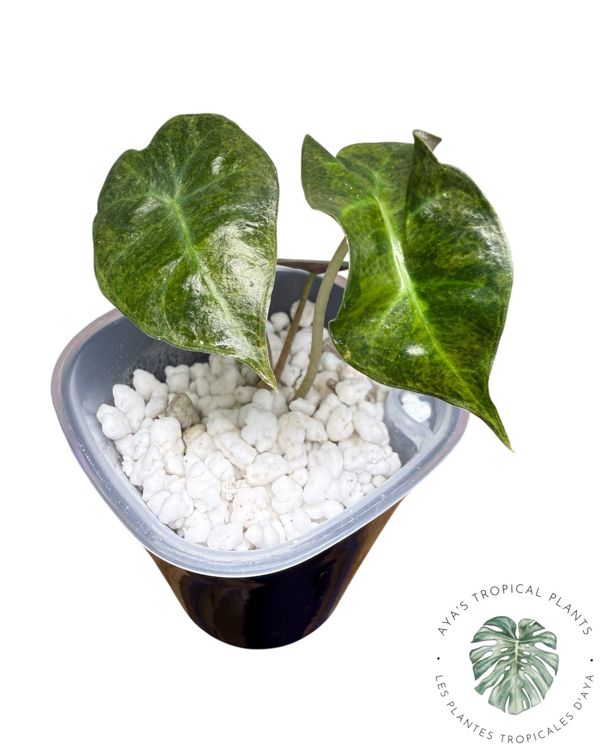 Alocasia « Polly » panachée Aurera (catégorie A)