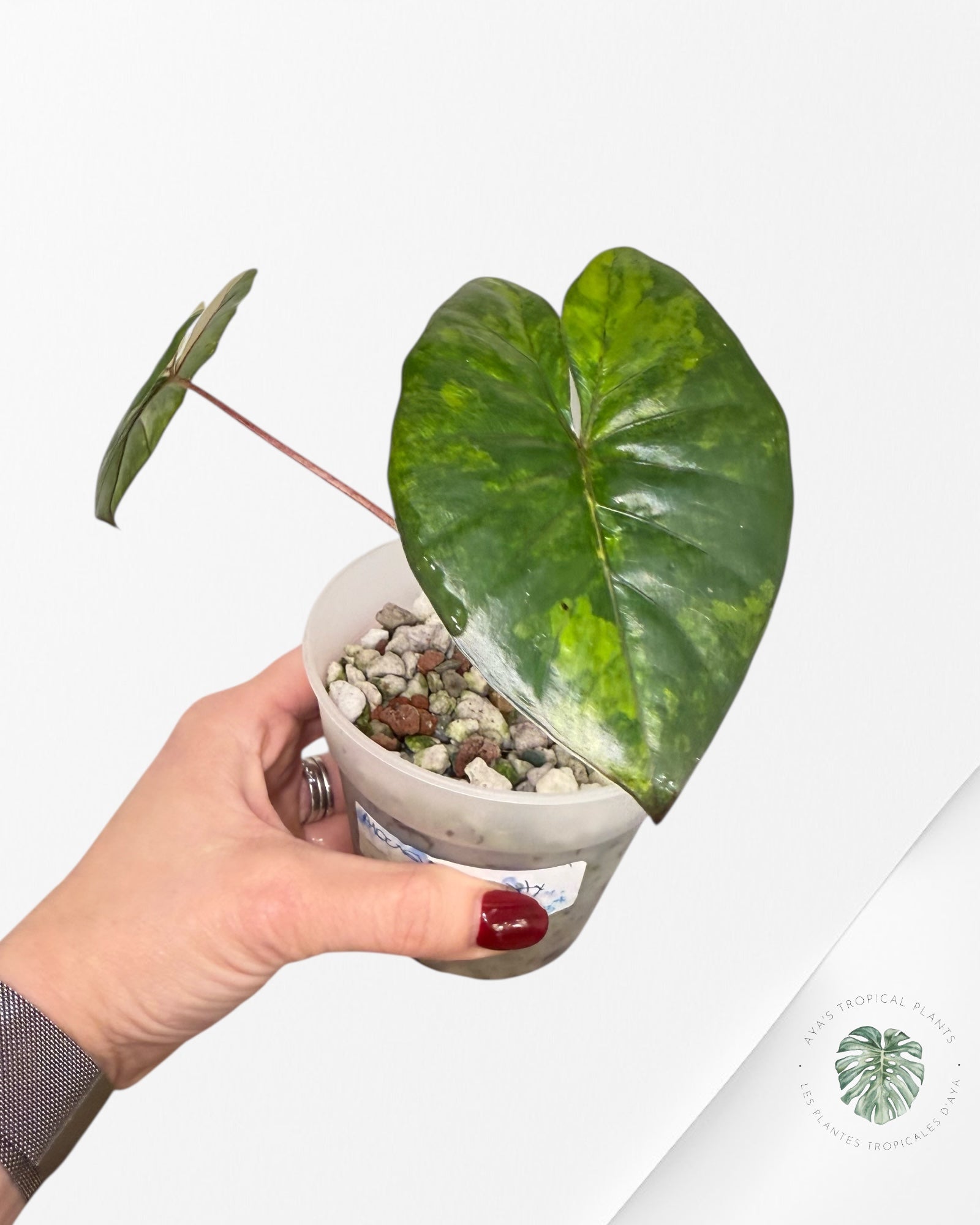 Alocasia Serenpidity Variegated | Rare Aroid Plant| Aya's Tropical Plants