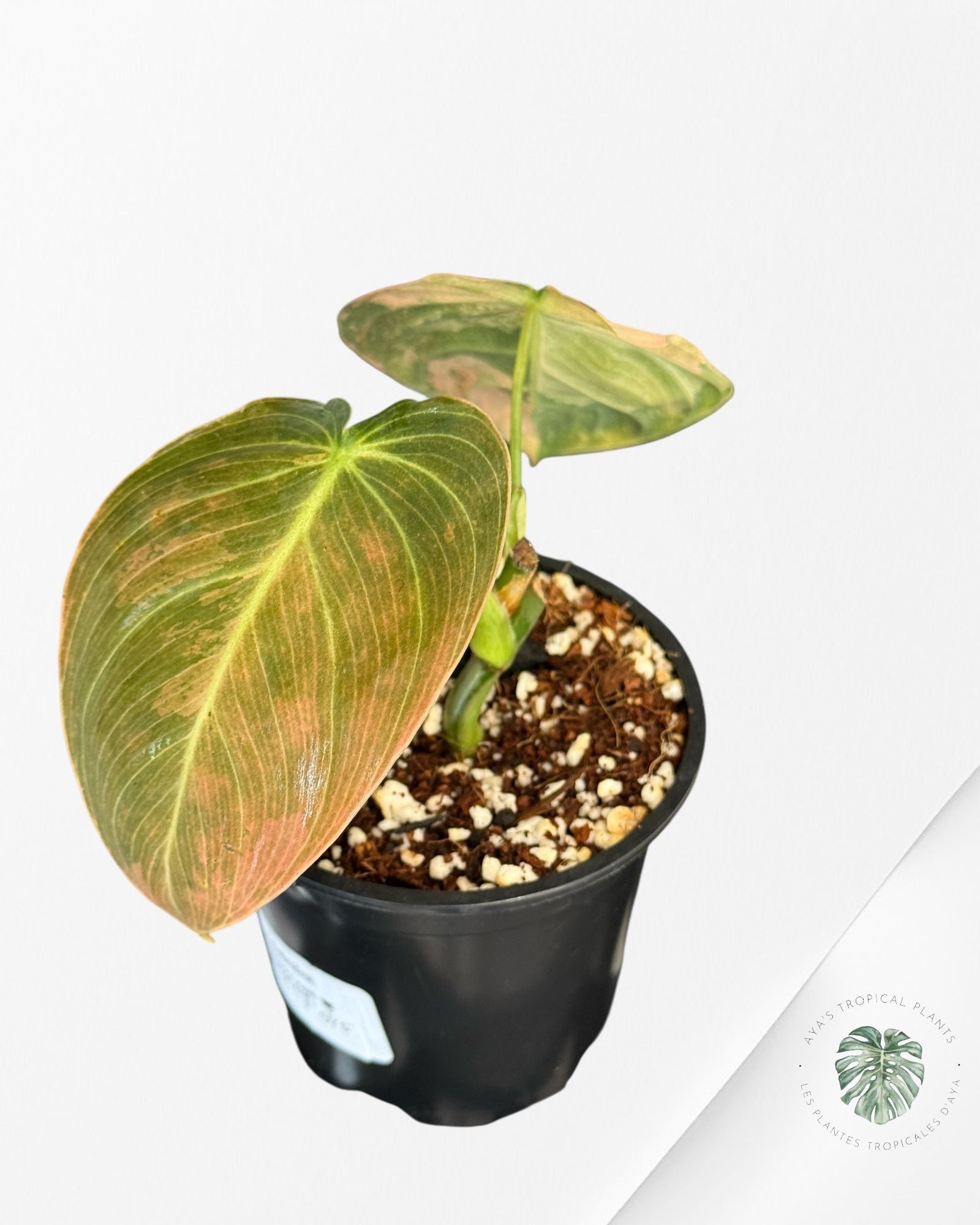 Philodendron Melanochrysum Orange (Bonfire)