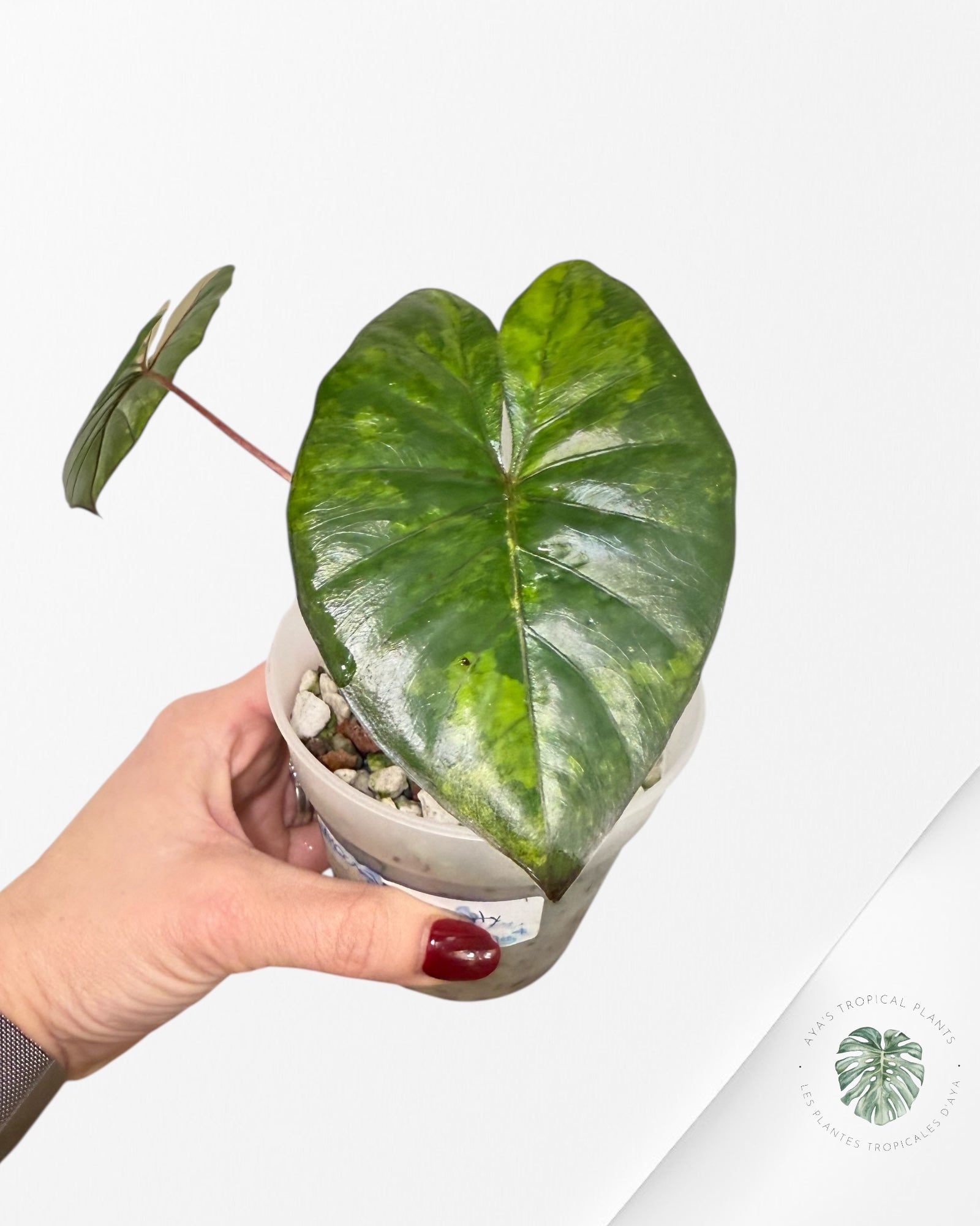 Alocasia Serenpidity Variegated | Rare Aroid Plant| Aya's Tropical Plants