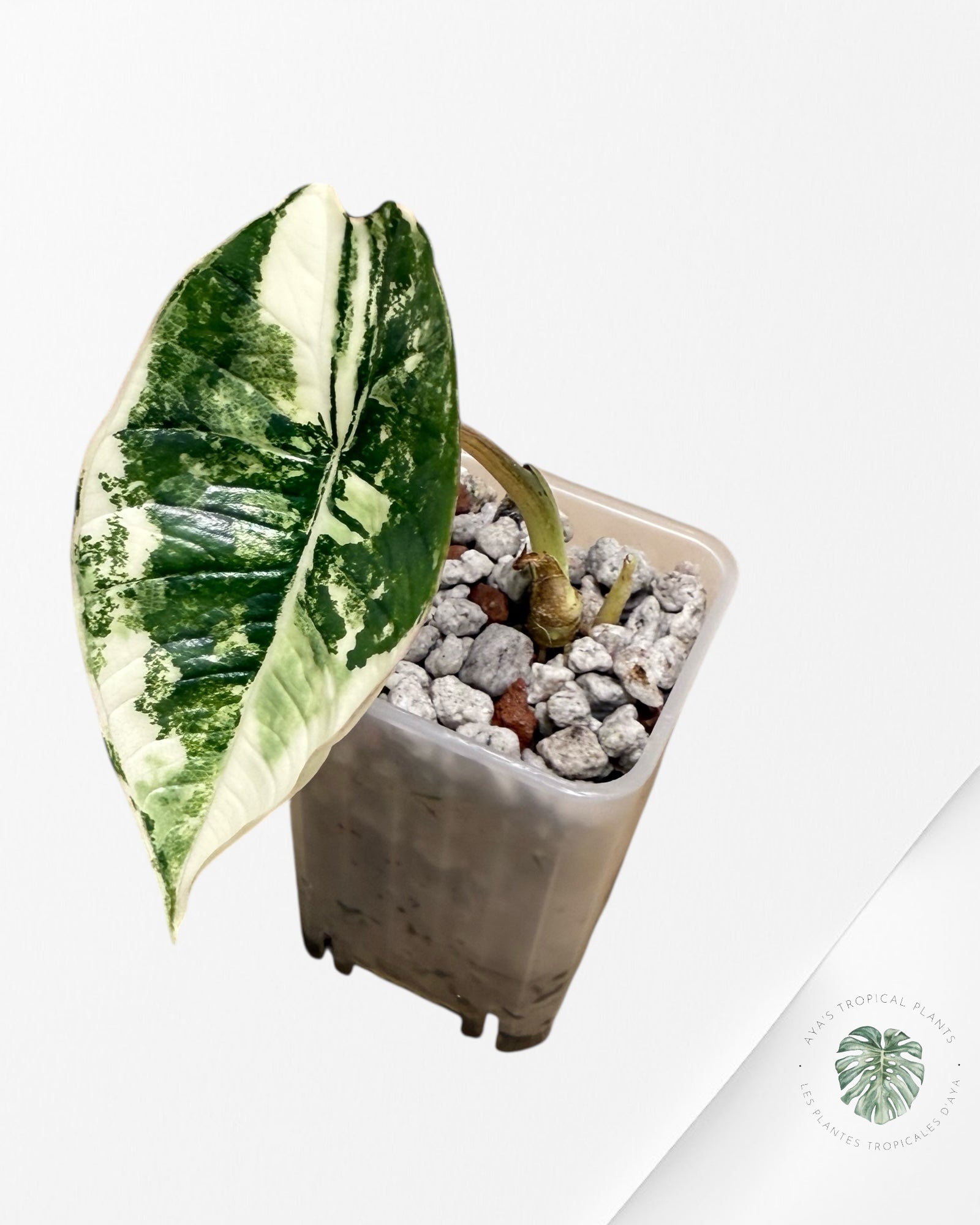 Alocasia Bisma Platinum Albo Variegated