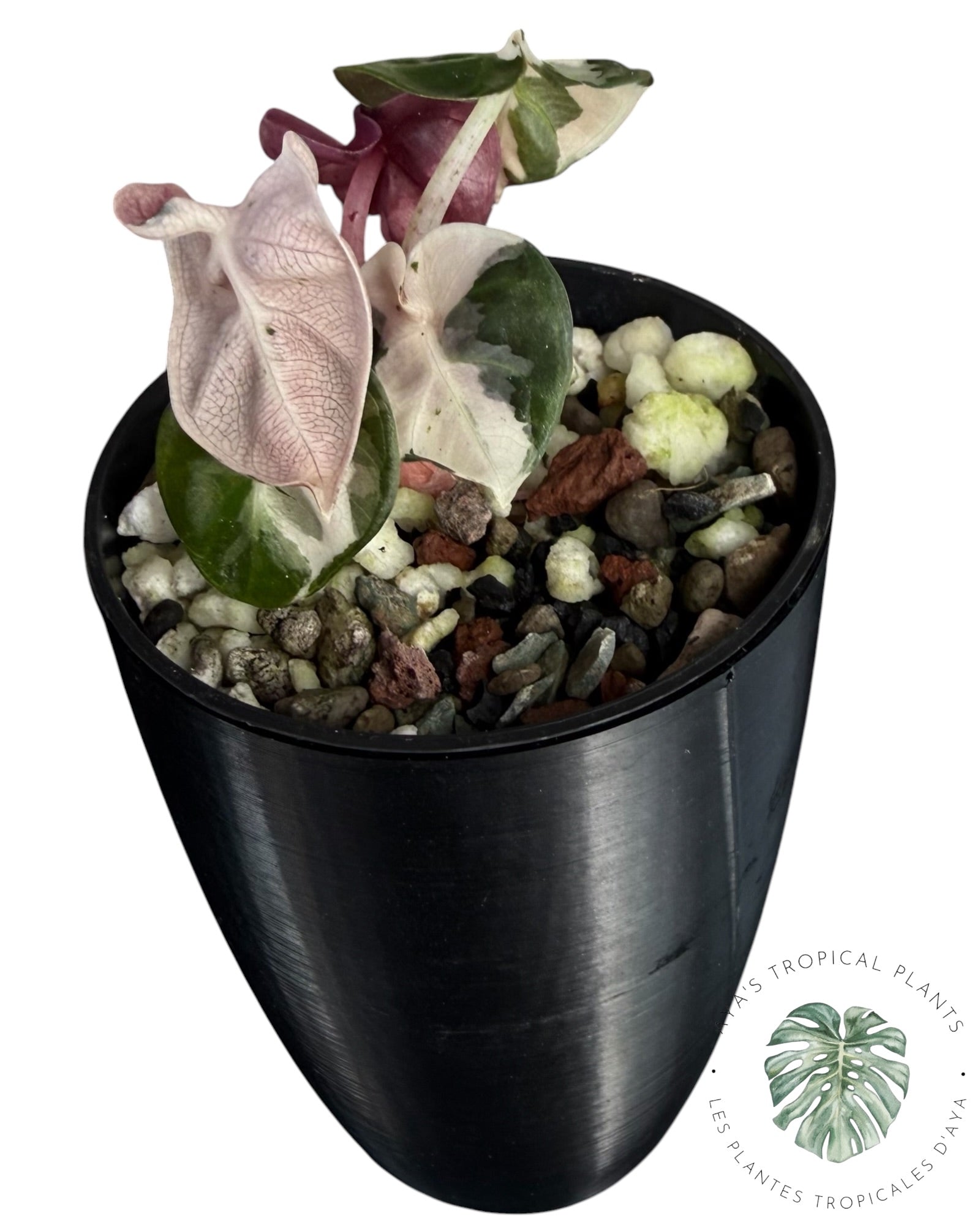 Alocasia Heart Balloon rose panaché