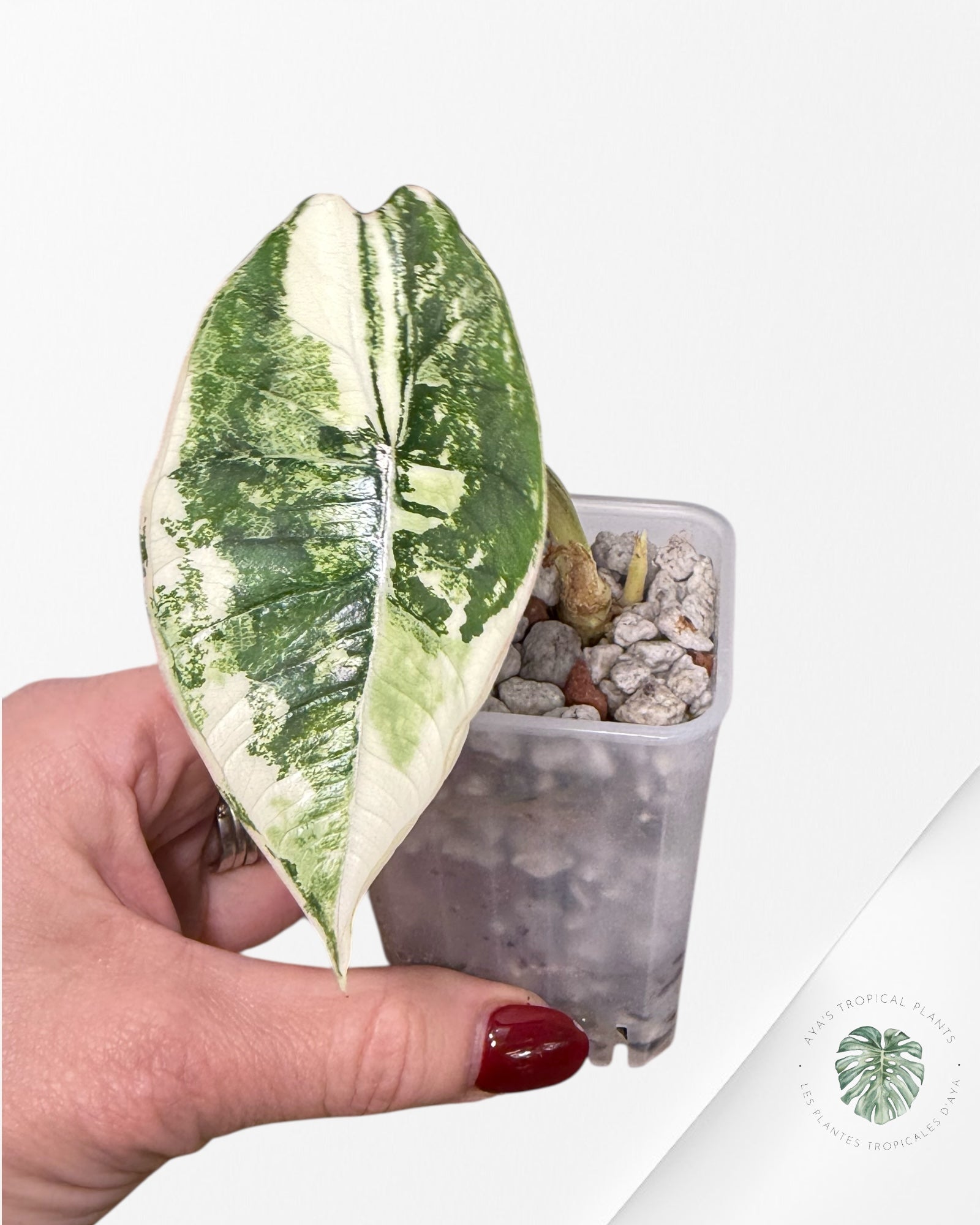 Alocasia Bisma Platinum Albo Variegated