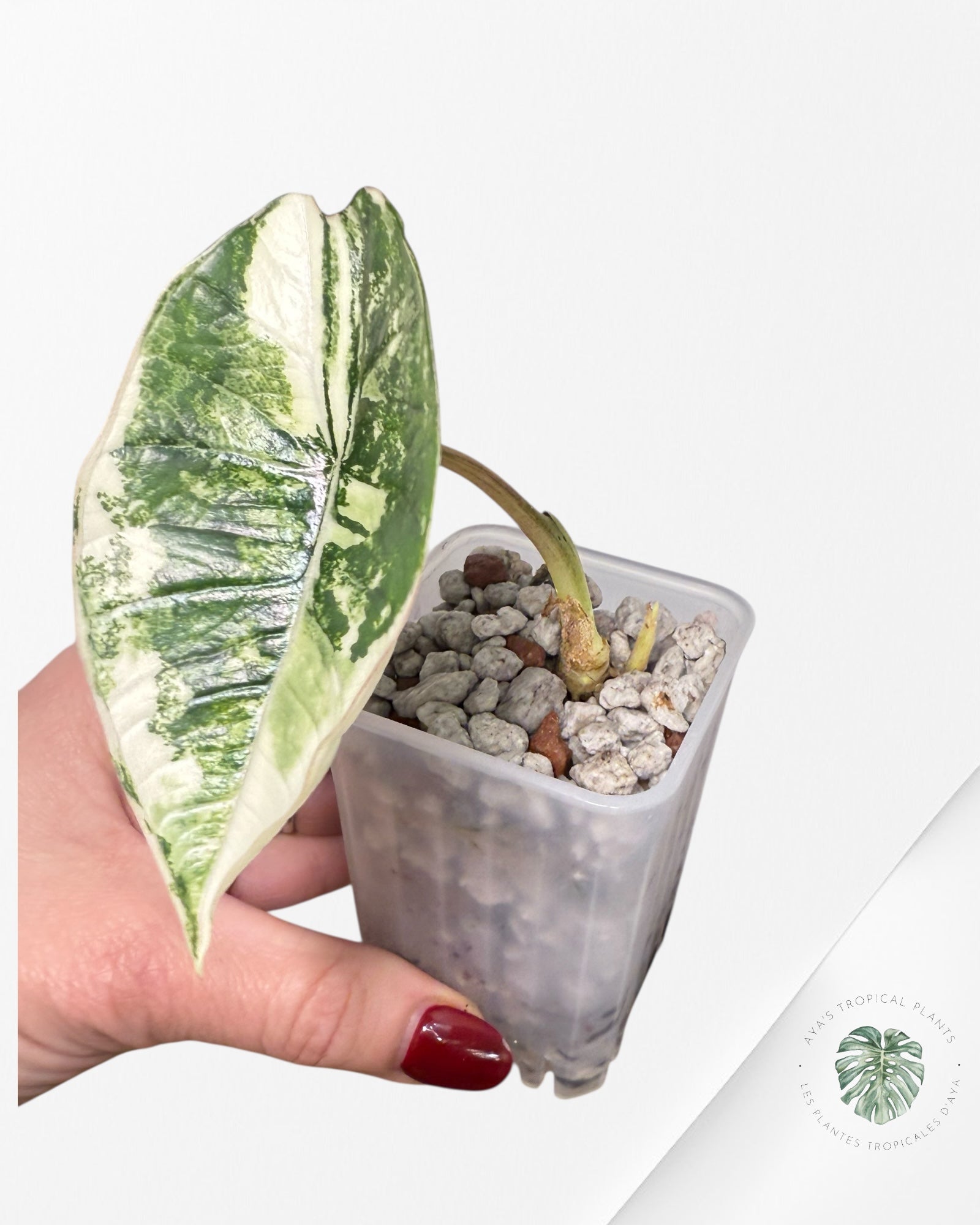 Alocasia Bisma Platinum Albo Variegated