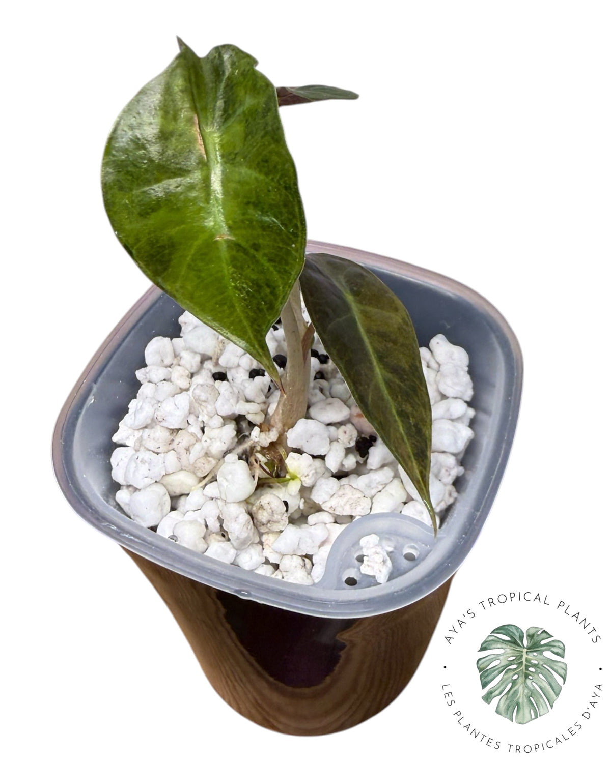 Alocasia ‘Polly’ Aurera panachée (catégorie A)